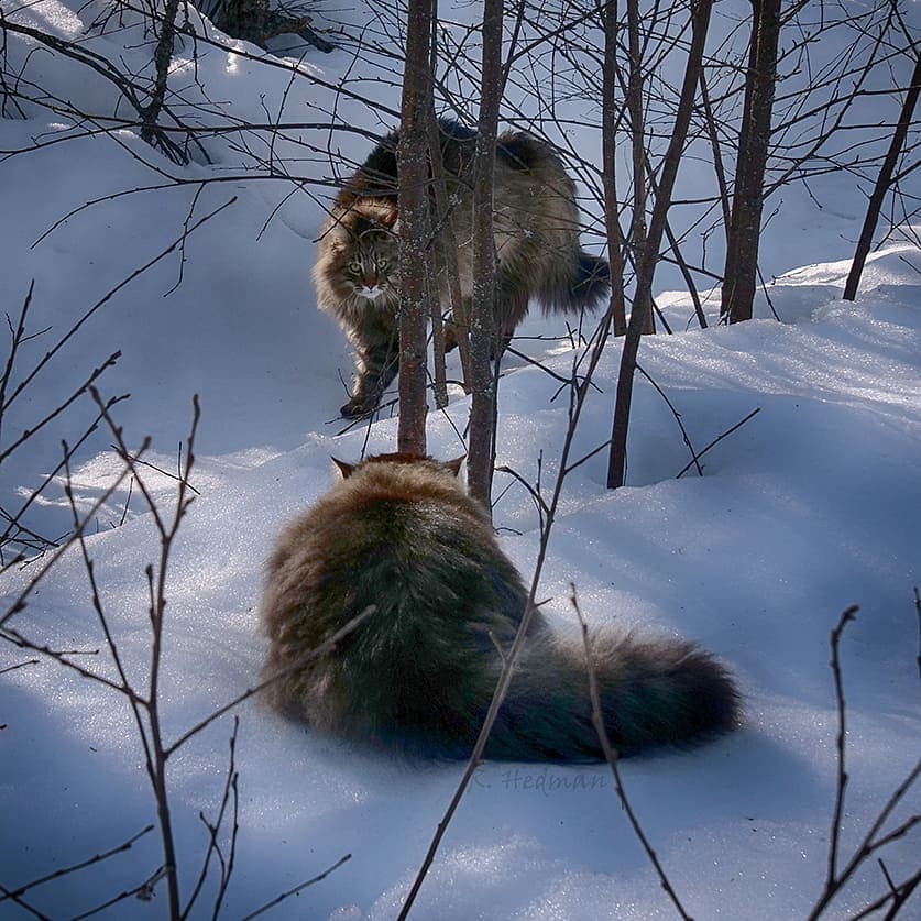 Gorgeous Norwegian Forest Cats that are huge, fluffy and love snow - cat, Norwegian Forest Cat, Snow, Finland, Longpost, PHOTOSESSION