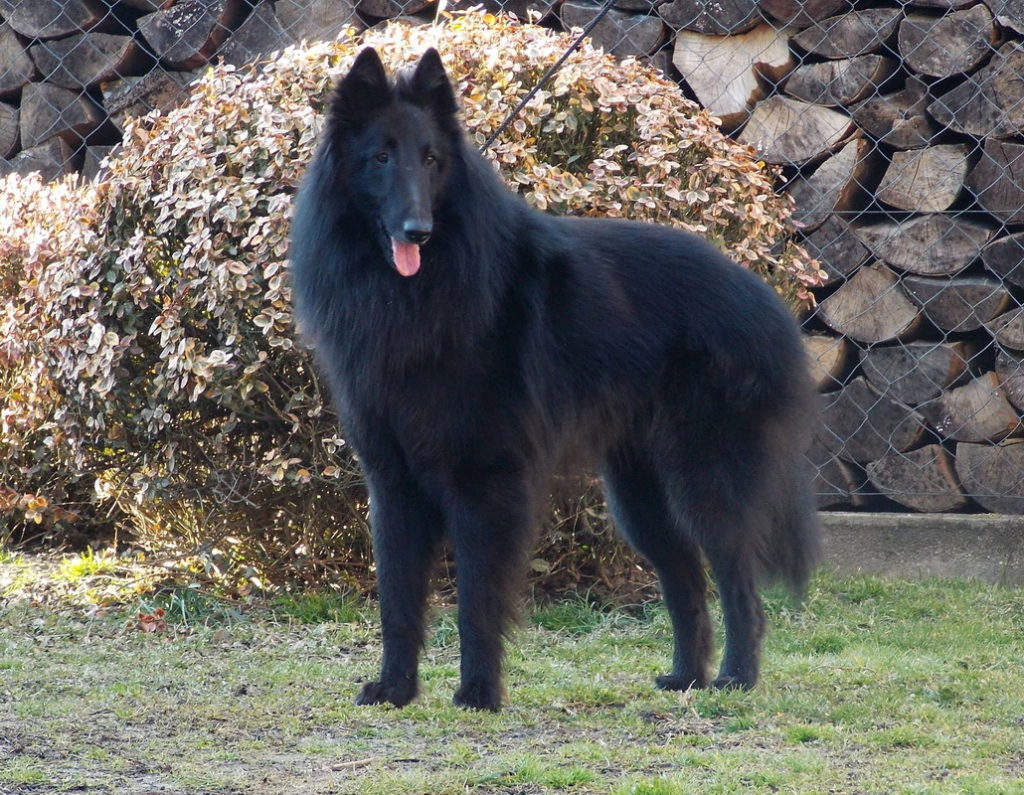 Belgian Shepherd - Dog, Breed, Dog breeds, Interesting, Description, Belgian shepherd, Malinois, Groenendael, Video, Longpost