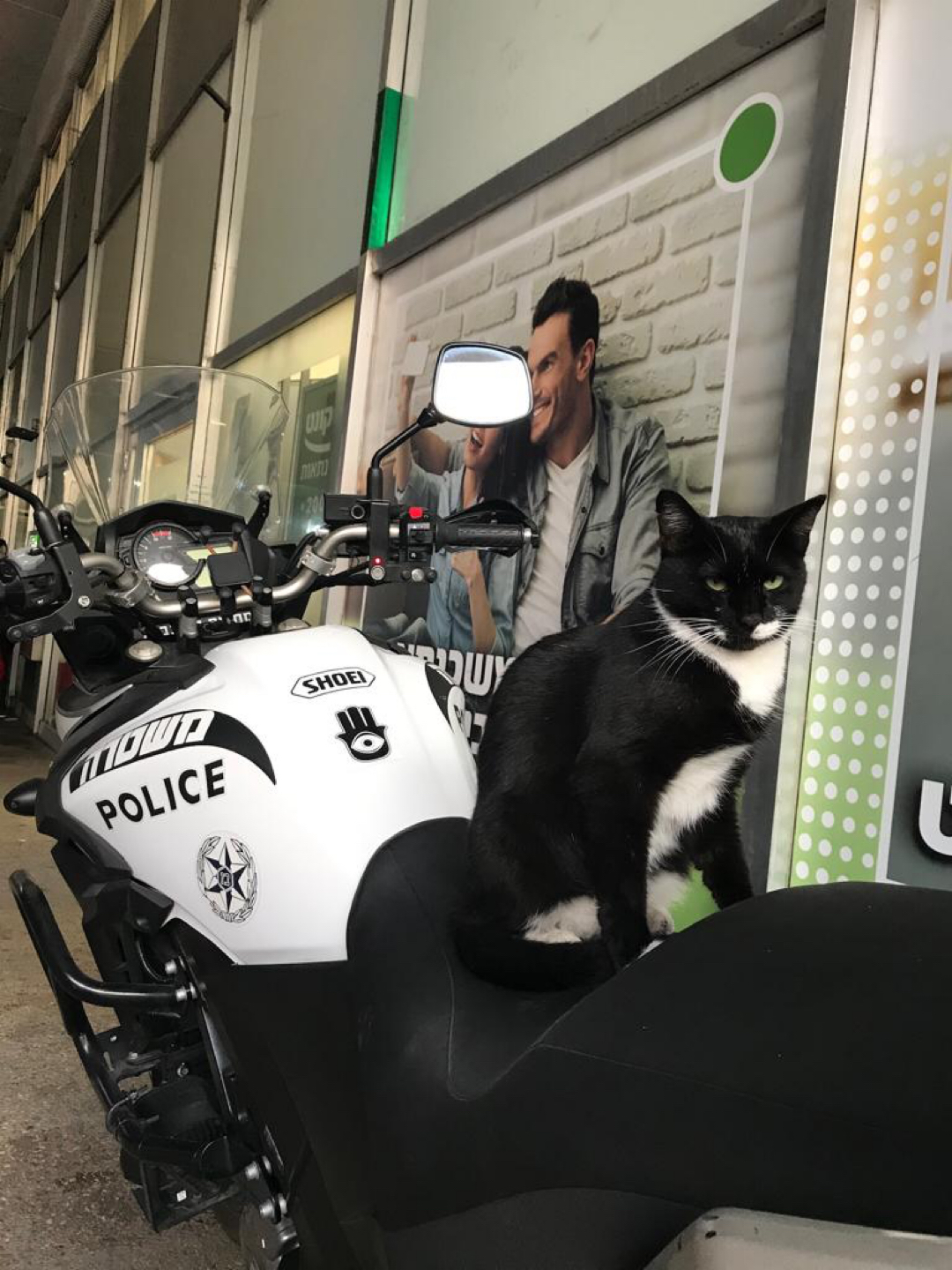 Tough cop - My, cat, Police, Motorcyclists