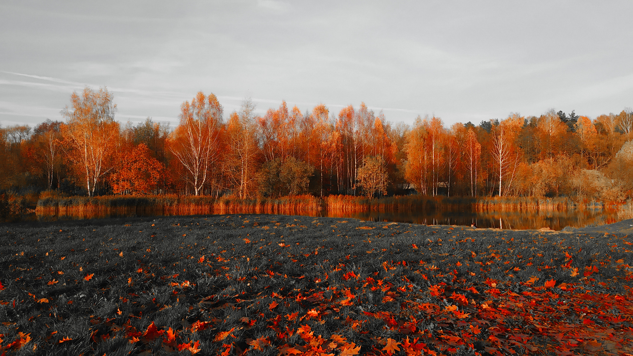 Autumn. - My, The photo, Xiaomi Redmi Note 7, Minsk, Nature, Lightroom