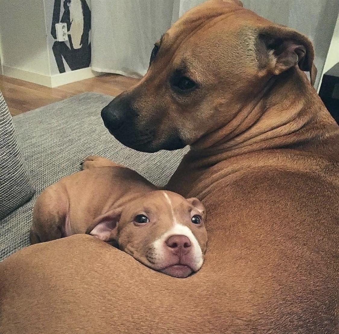 Mom is the best pillow - Puppies, Dog, Mum, A son, Pets