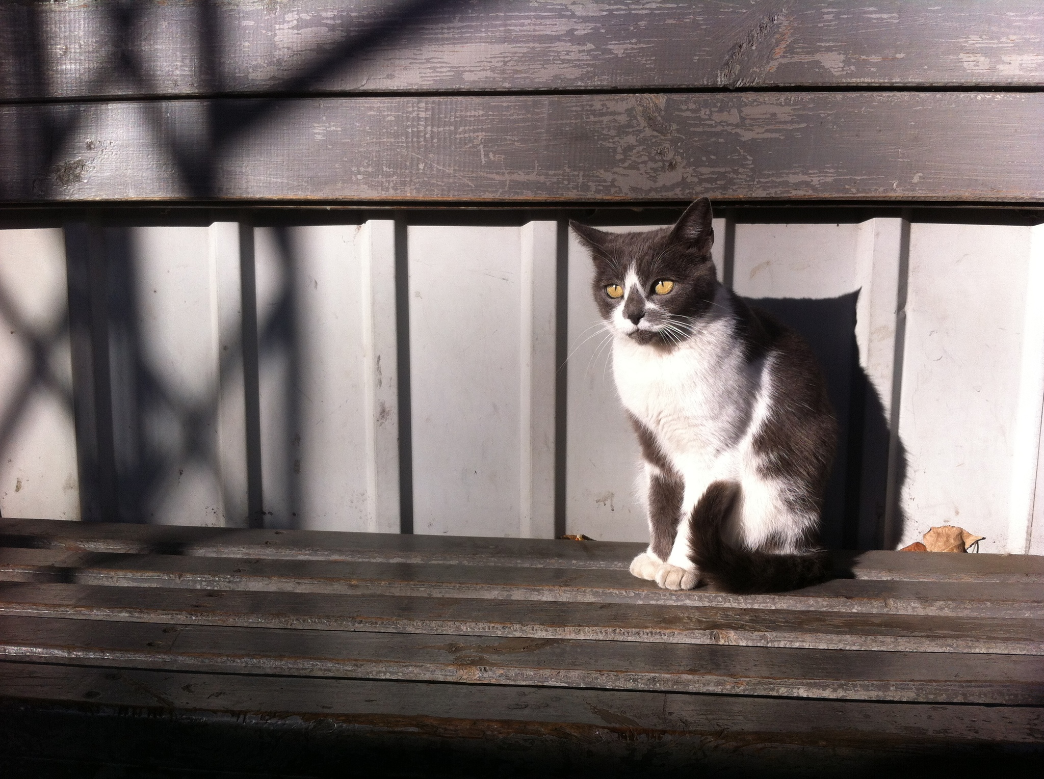 Autumn cat waiting for the bus - My, cat, Bus stop, Autumn