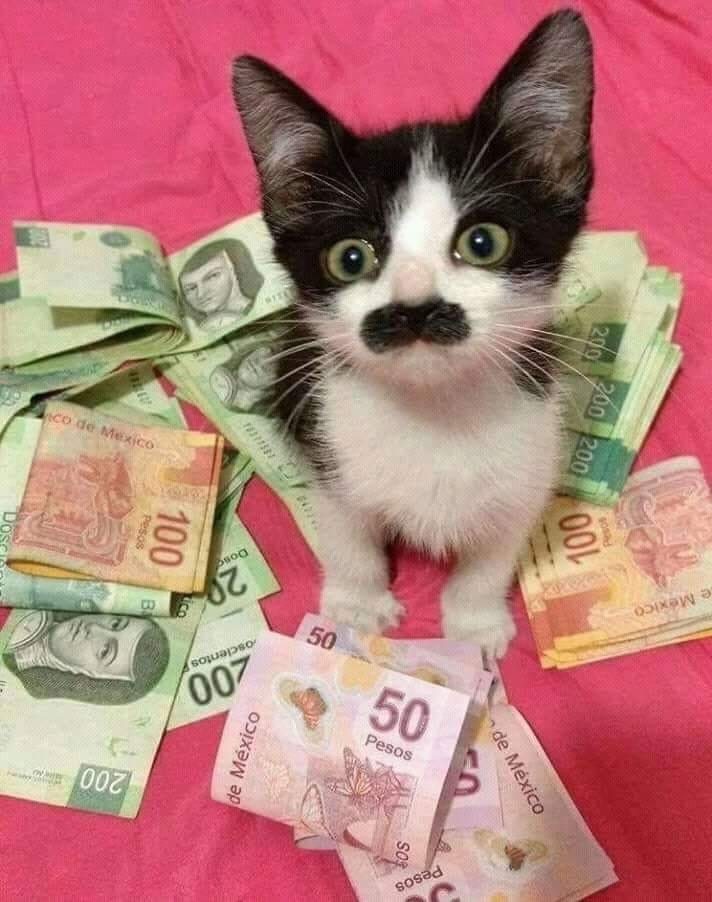 Pablito Escobar - cat, Catomafia, Money