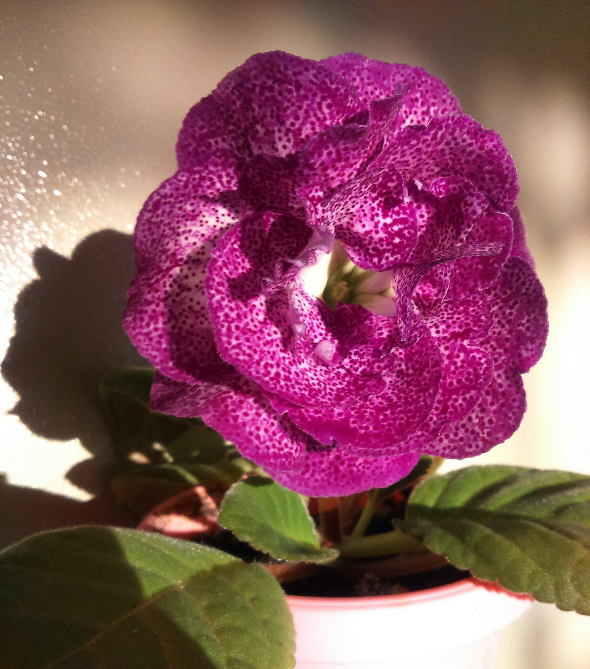 Gloxinia. - Gloxinia, Gloxinia, Houseplants, Flowers, My Flowers, Longpost