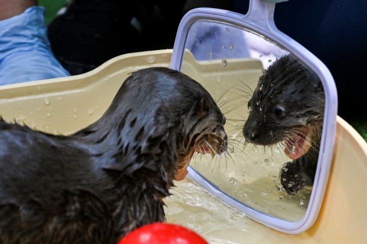 Six-week-old river otter sees himself in the mirror for the first time - Otter, Zoo, The photo, Mirror