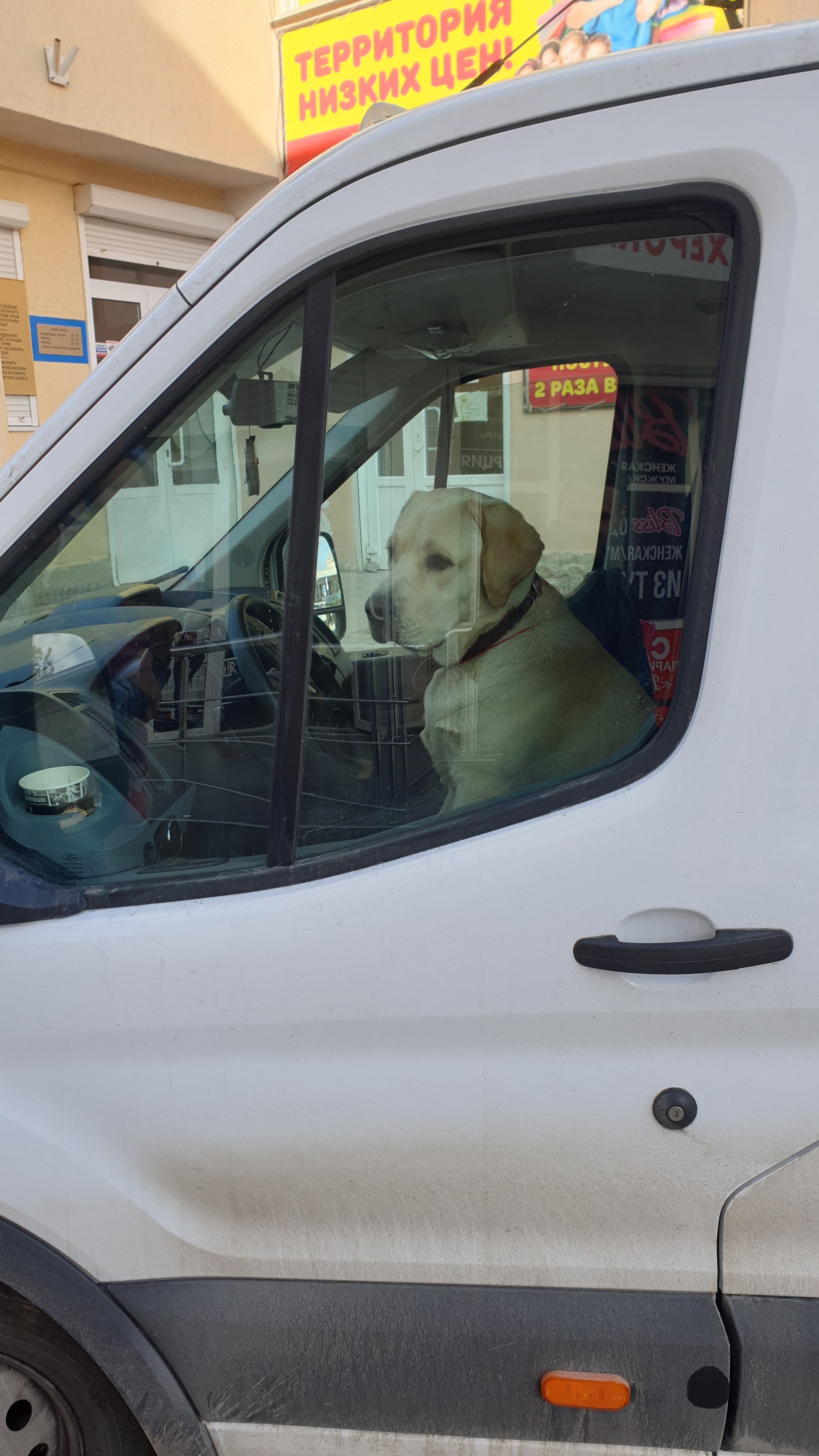 Parked like a good boy - My, Dog, Parking, Labrador, Dog days, Longpost