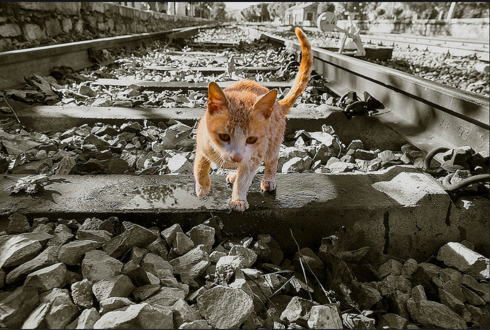 Long way home... - cat, Catomafia, Kittens, Railway