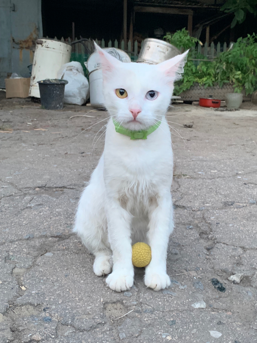 Football cat - cat, Footballers, Heterochromia