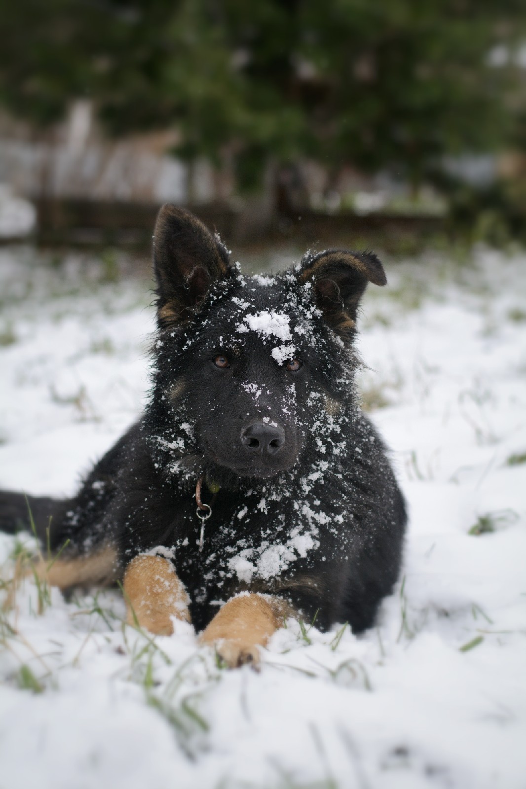 First snow - My, Dog, Snow, First snow, Longpost