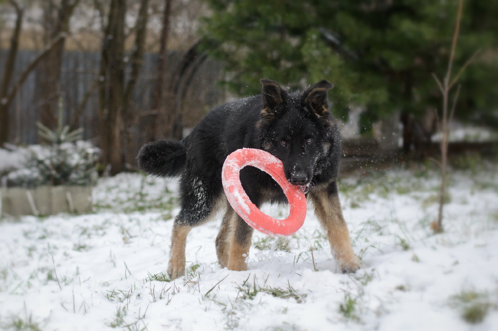 First snow - My, Dog, Snow, First snow, Longpost