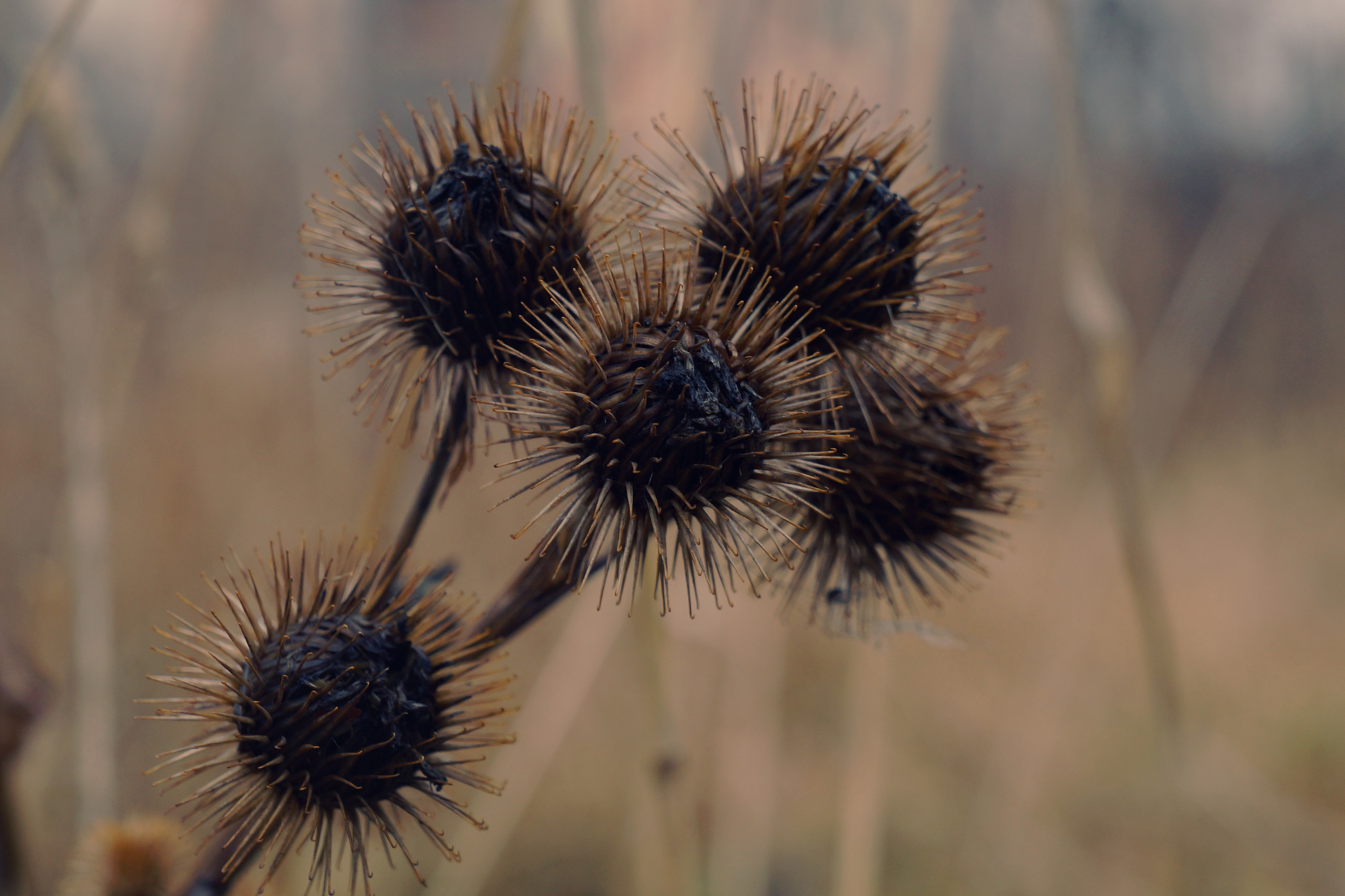 Silver Autumn - My, Autumn, Nature, October, The photo, Longpost