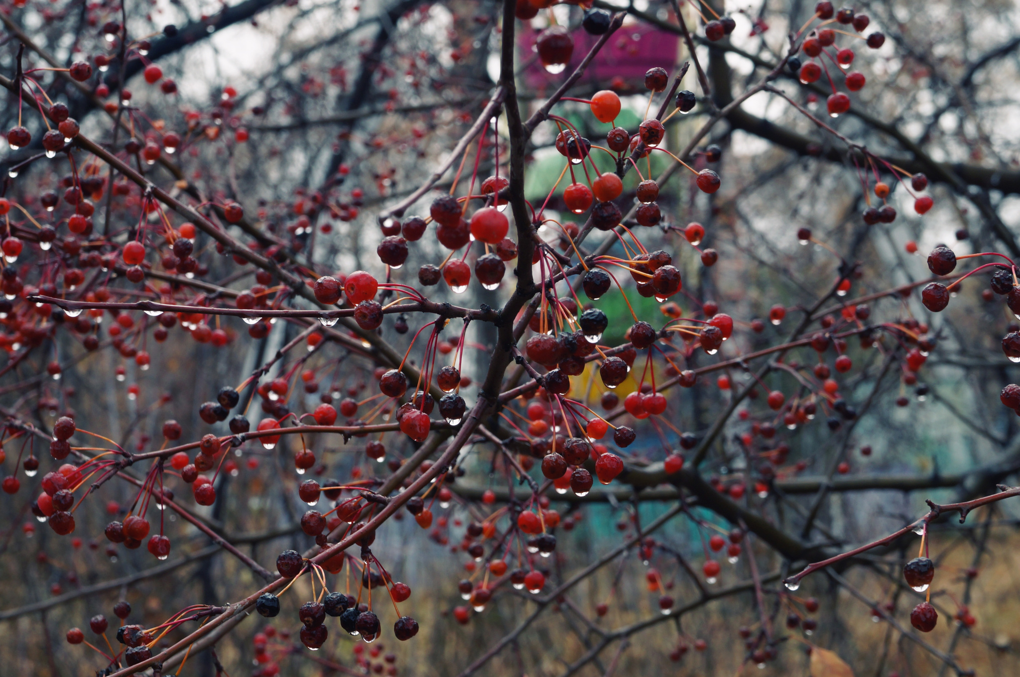 Silver Autumn - My, Autumn, Nature, October, The photo, Longpost