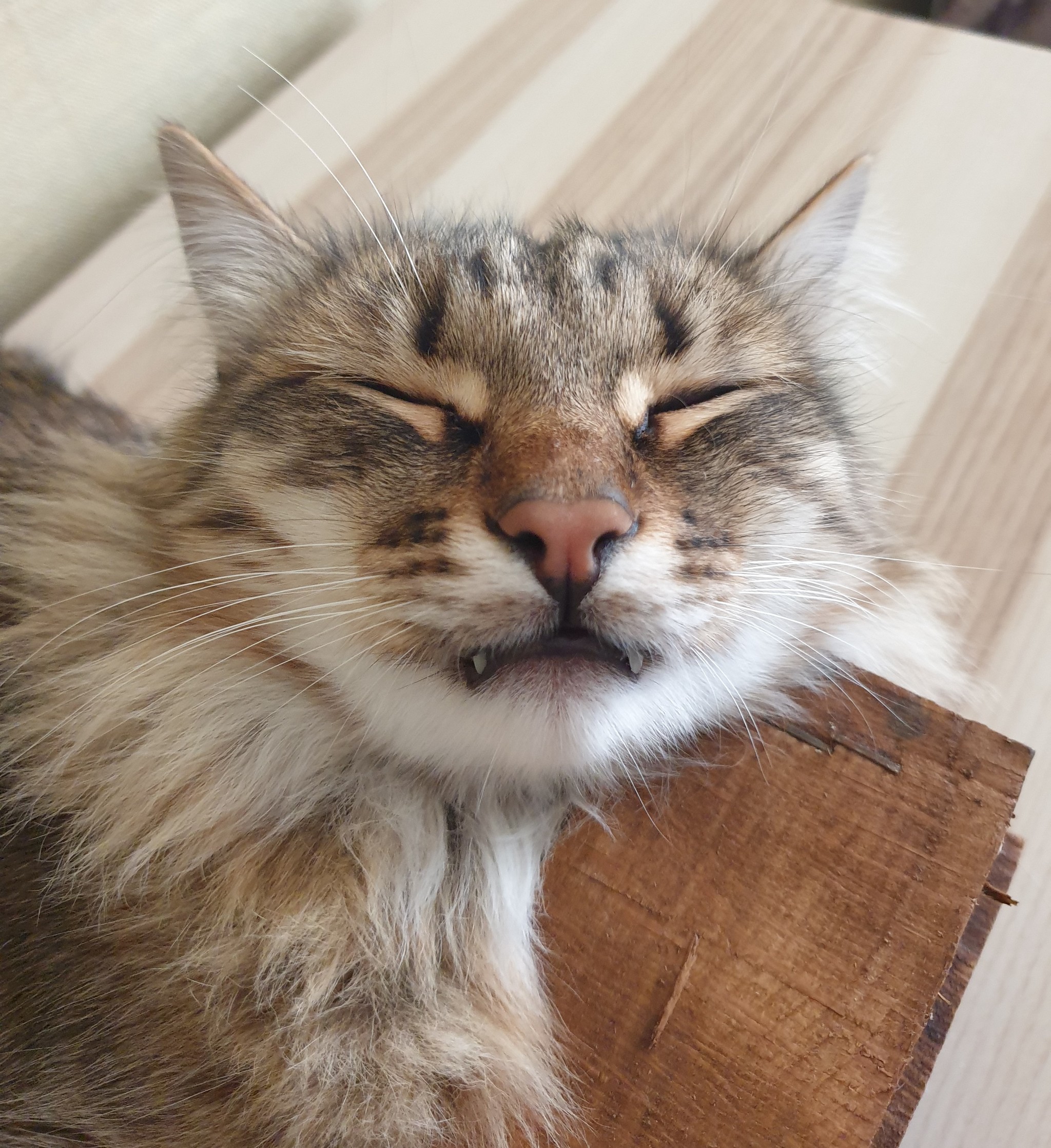 Well, I really want to sleep - My, cat, Catomafia, Longpost, Yawn, Dream, Pets