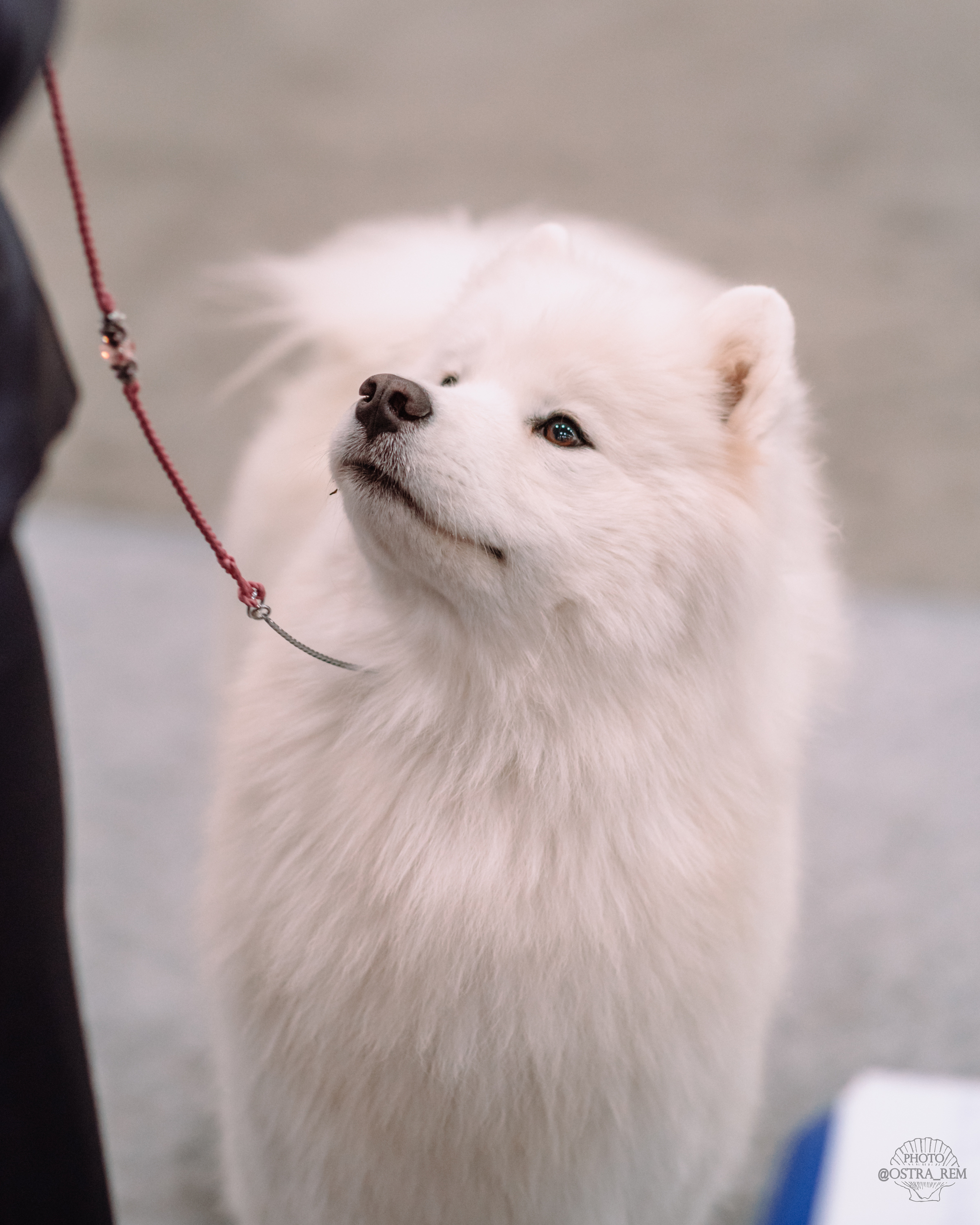 Dog show at Crocus Expo. - My, Dog, Dog breeds, The photo, Dog show, Milota, Nikon, Longpost