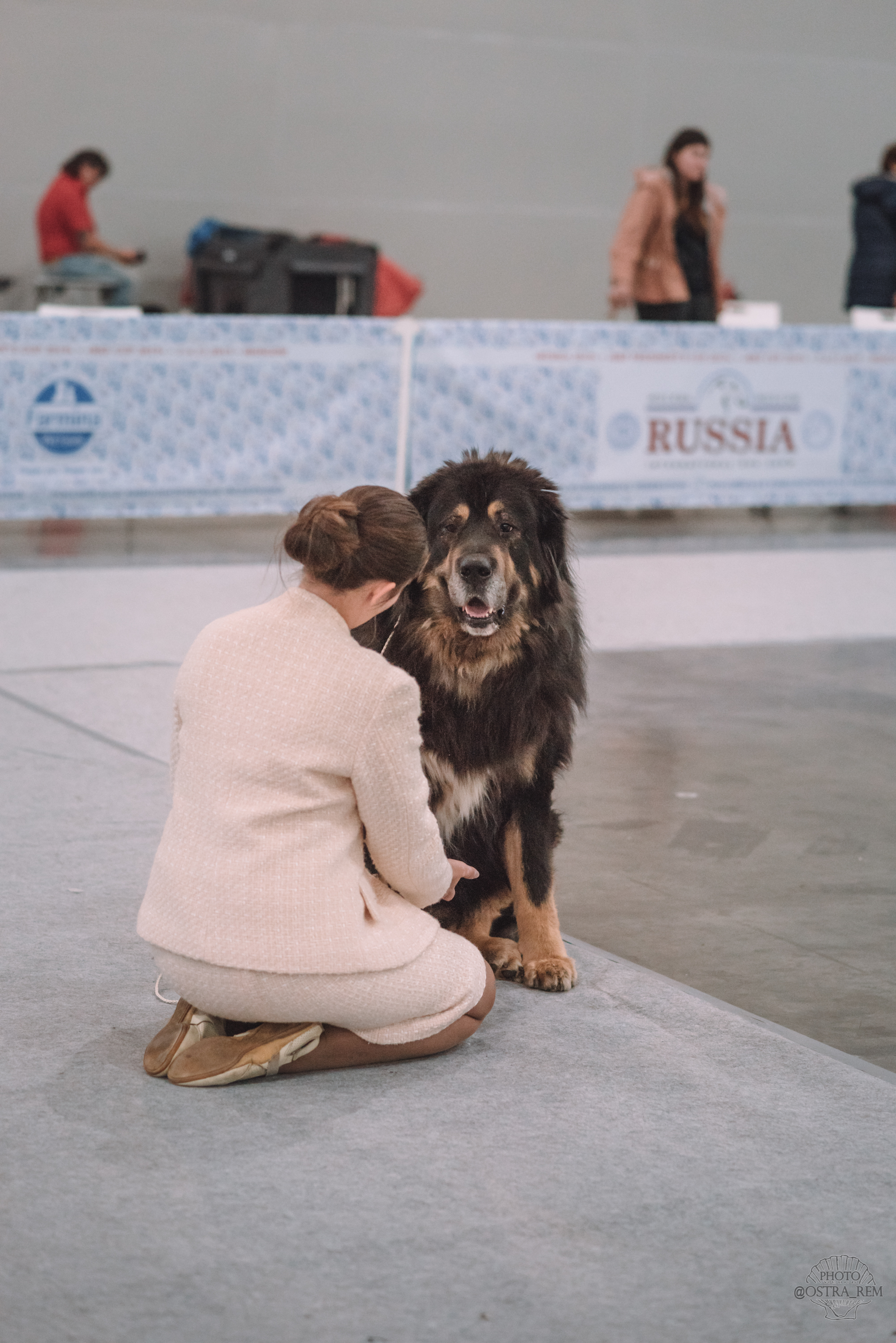 Dog show at Crocus Expo. - My, Dog, Dog breeds, The photo, Dog show, Milota, Nikon, Longpost