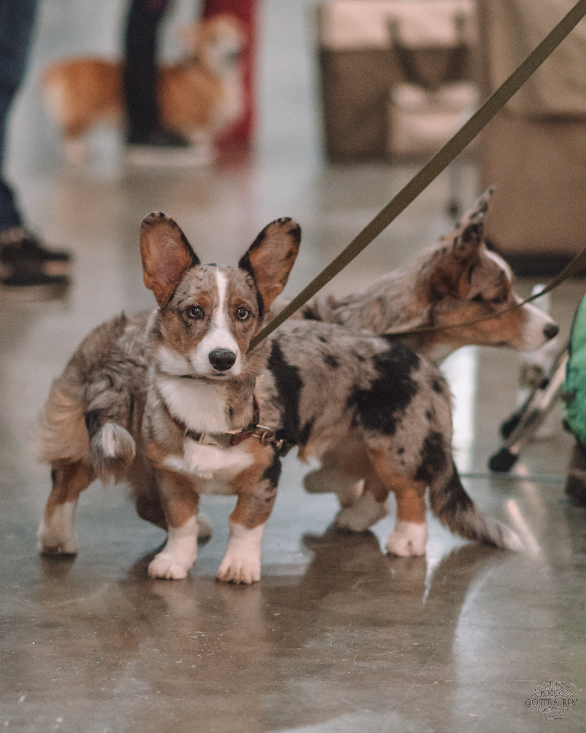 Dog show at Crocus Expo. - My, Dog, Dog breeds, The photo, Dog show, Milota, Nikon, Longpost