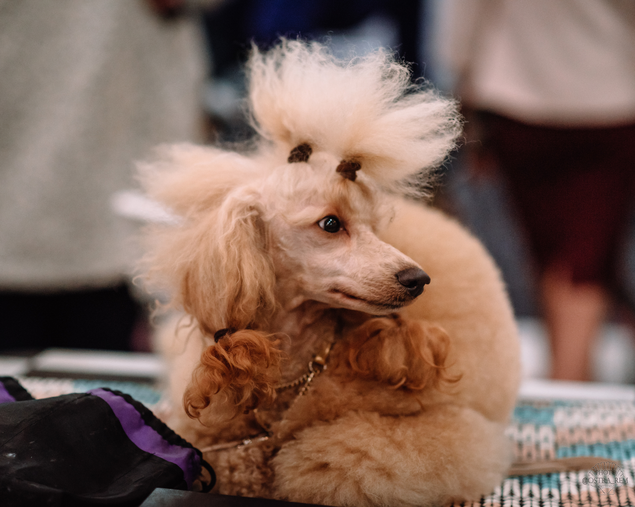 Dog show at Crocus Expo. - My, Dog, Dog breeds, The photo, Dog show, Milota, Nikon, Longpost