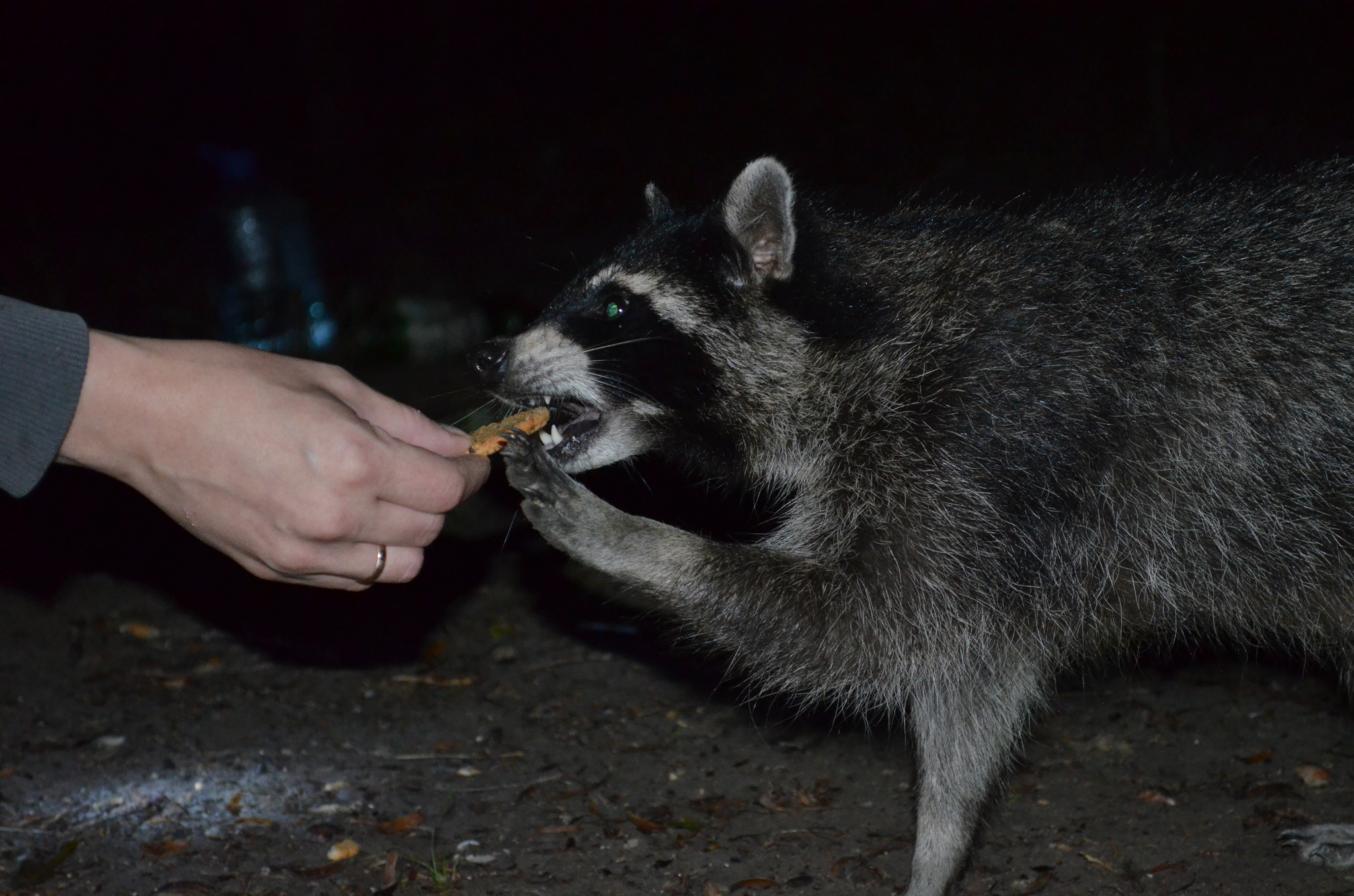 A raccoon came to visit us... - My, Raccoon, Little Raccoon, Everyone loves raccoons, Longpost