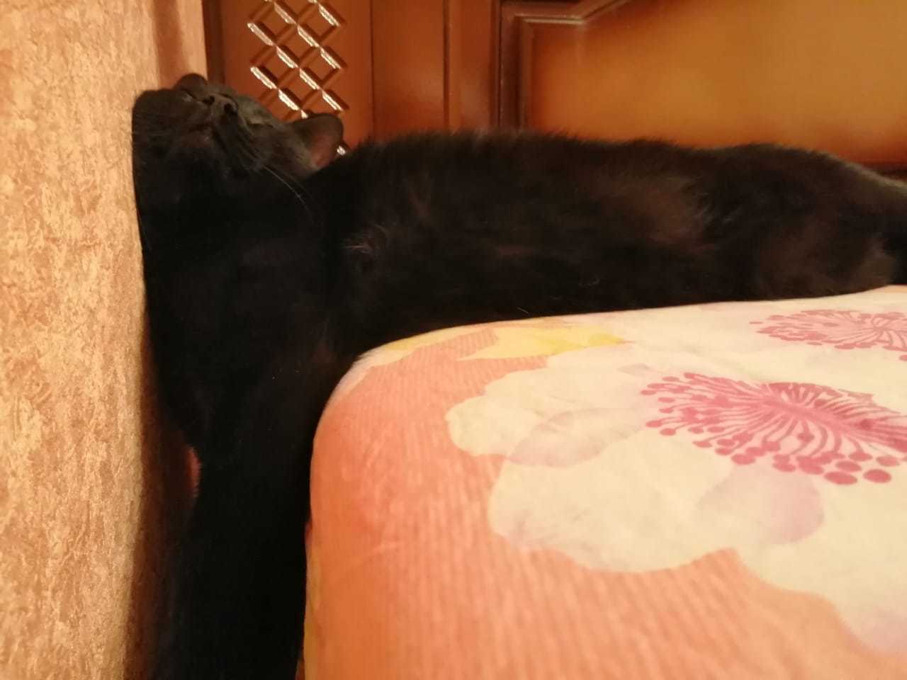 Cat like liquid - My, cat, Black cat, Dream, Pose