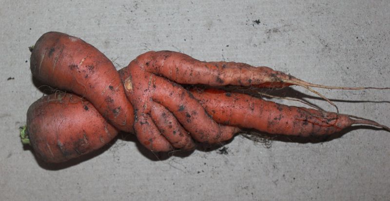 Carrot. Only carrots, and no strawberries. - My, Carrot, Harvest, Merry harvest, Fantasy, Longpost