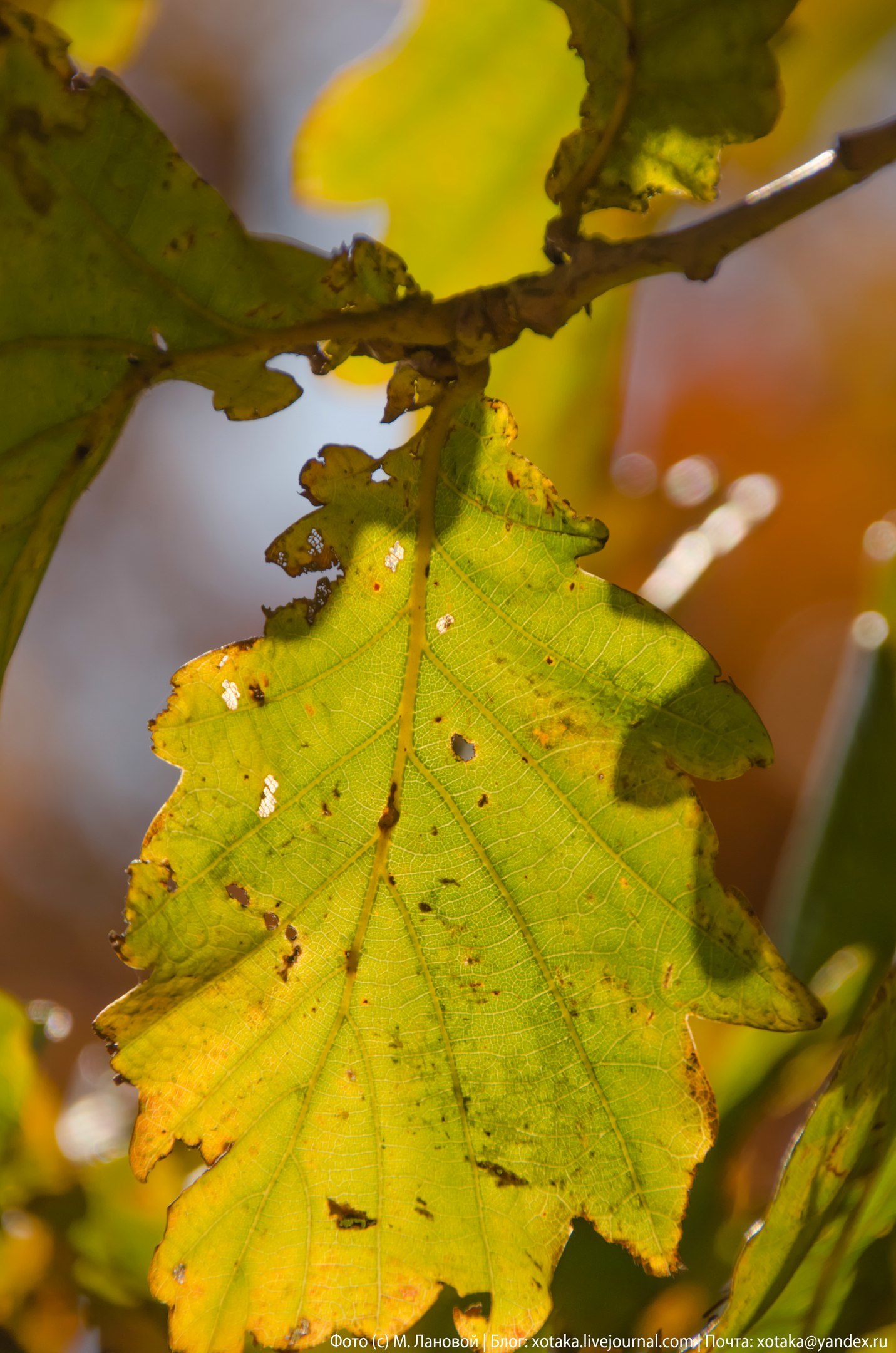 Autumn colors - My, Beginning photographer, The photo, Close-up, Autumn, Autumn leaves, Leaves, Nature, beauty of nature, Longpost