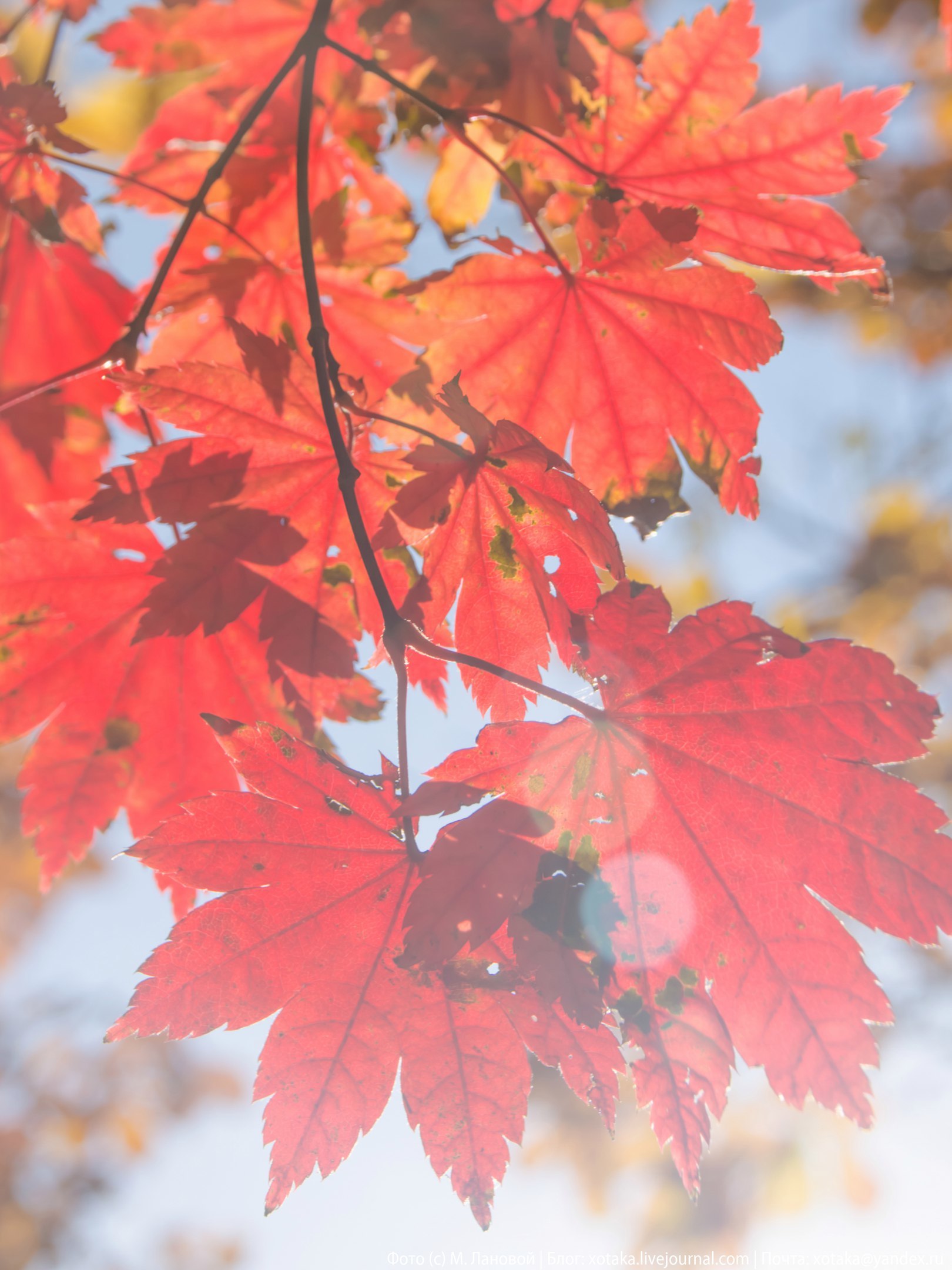 Autumn colors - My, Beginning photographer, The photo, Close-up, Autumn, Autumn leaves, Leaves, Nature, beauty of nature, Longpost