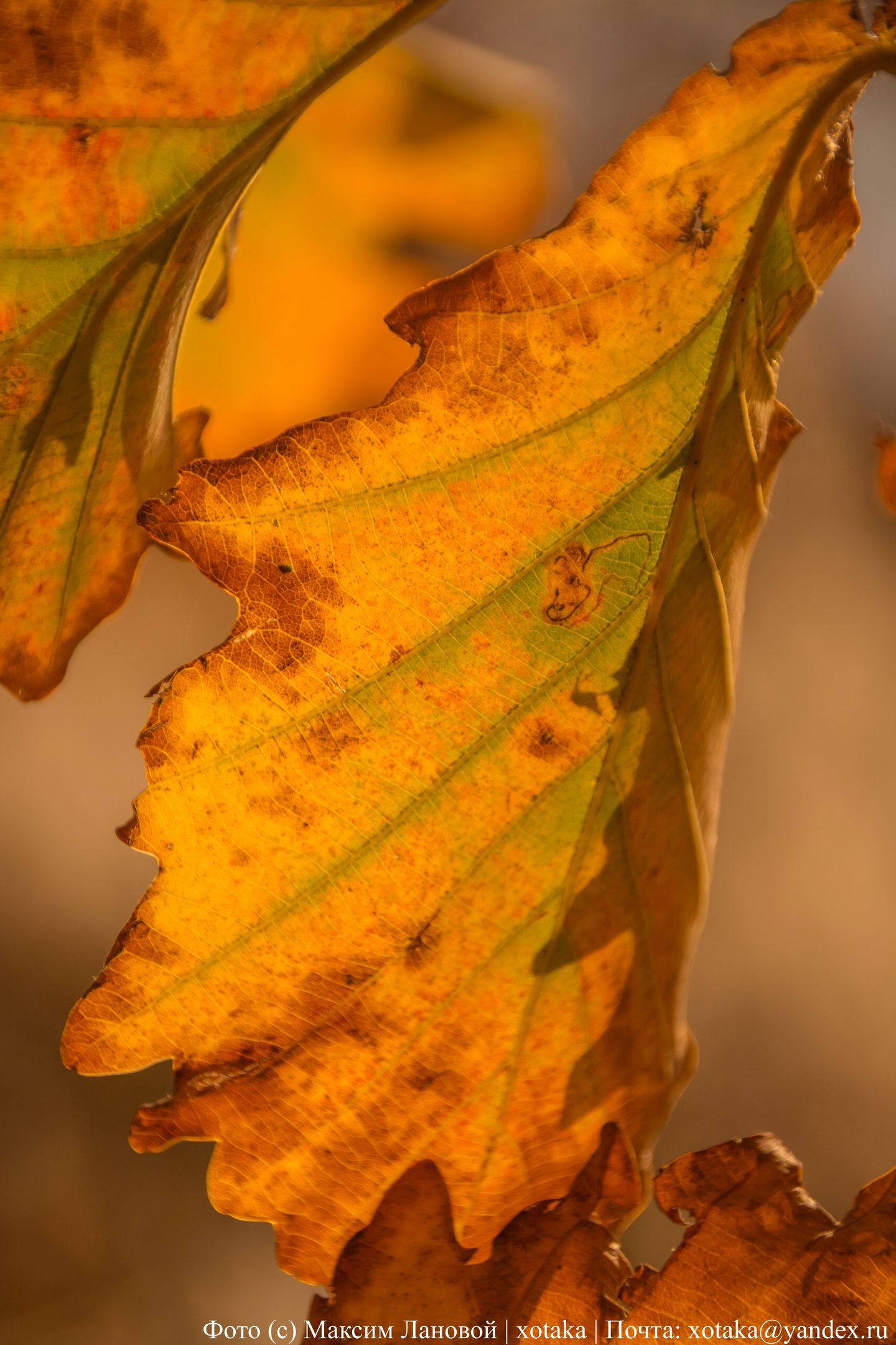 Autumn colors - My, Beginning photographer, The photo, Close-up, Autumn, Autumn leaves, Leaves, Nature, beauty of nature, Longpost