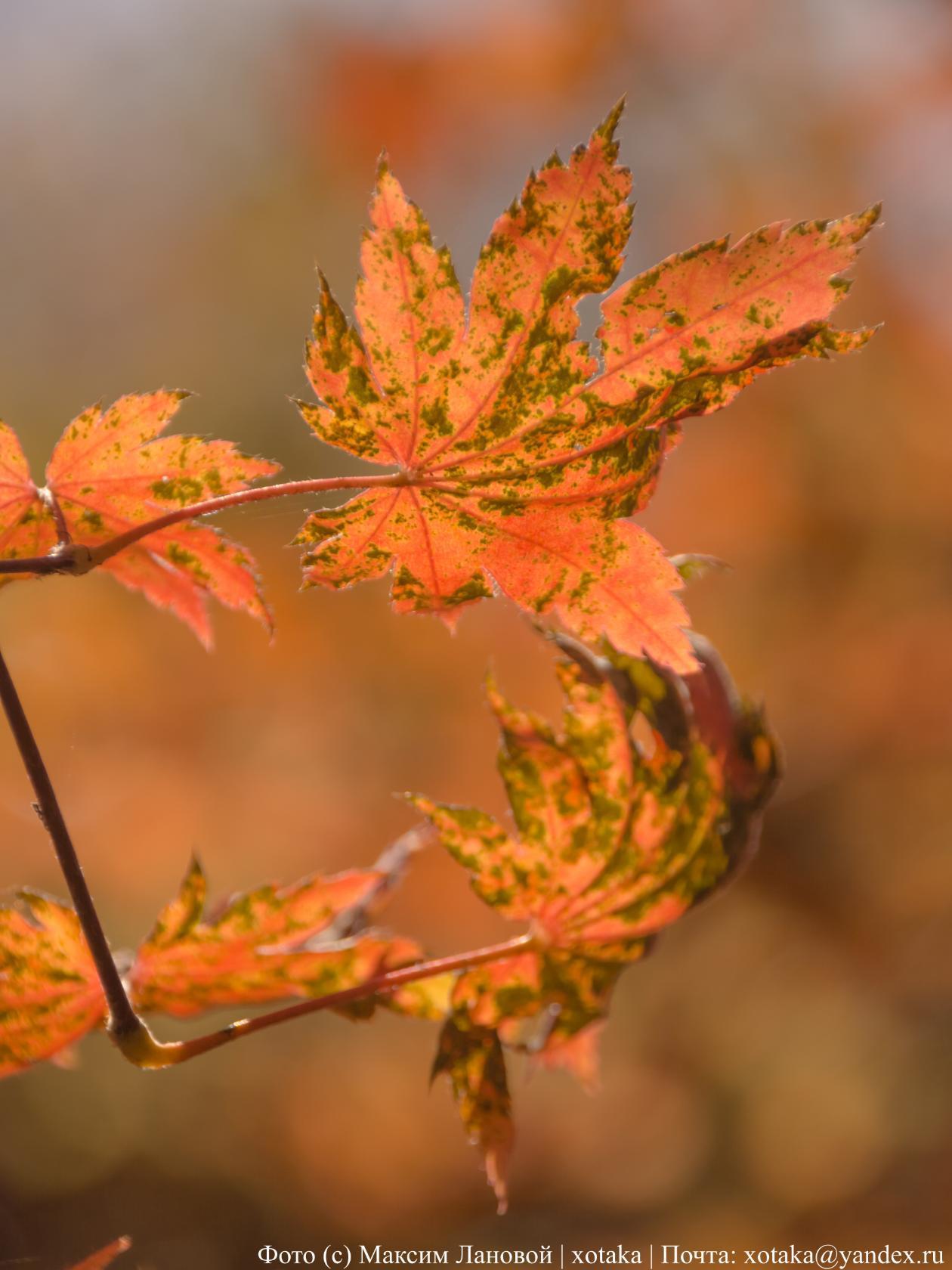 Autumn colors - My, Beginning photographer, The photo, Close-up, Autumn, Autumn leaves, Leaves, Nature, beauty of nature, Longpost