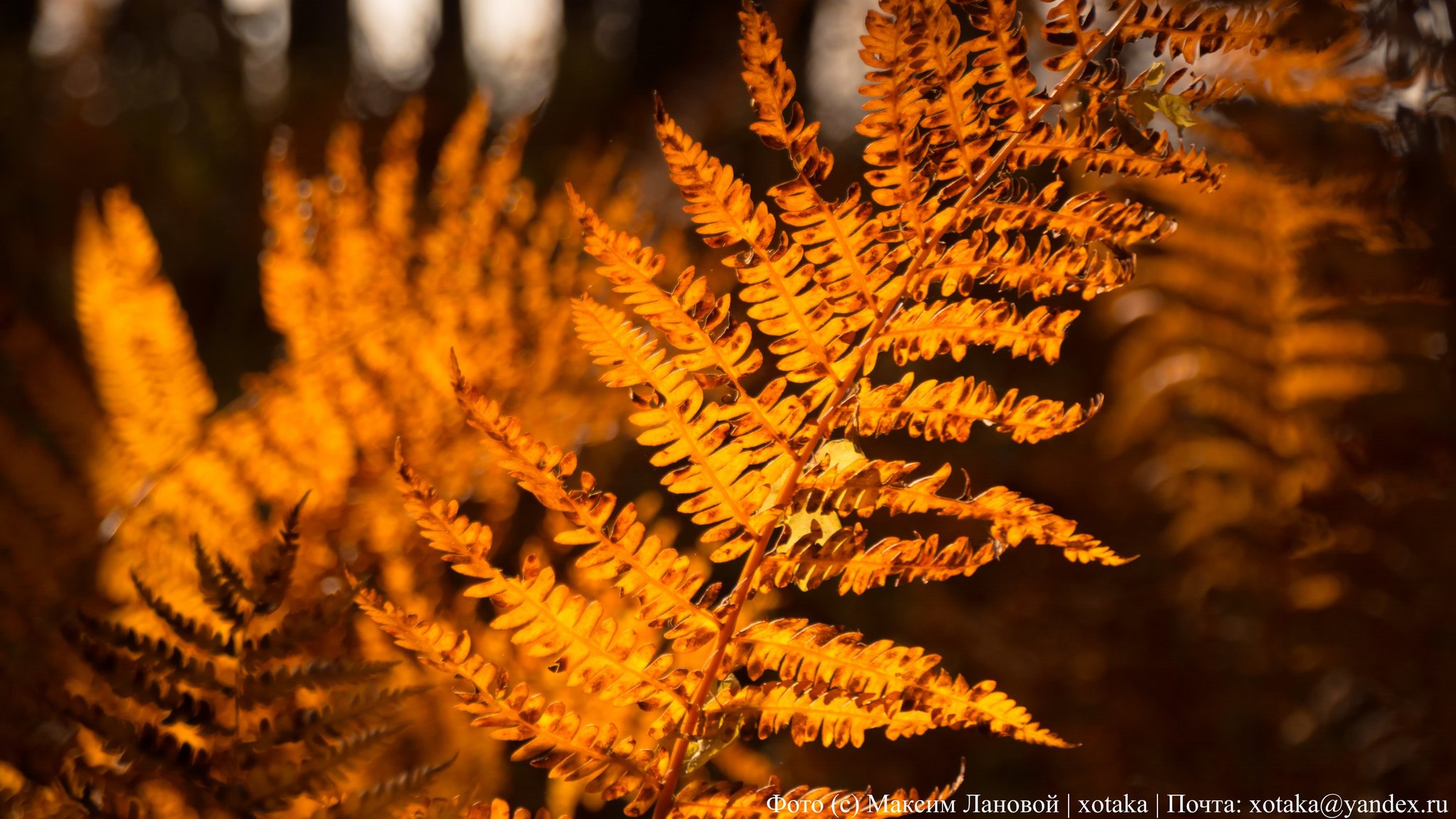 Autumn colors - My, Beginning photographer, The photo, Close-up, Autumn, Autumn leaves, Leaves, Nature, beauty of nature, Longpost