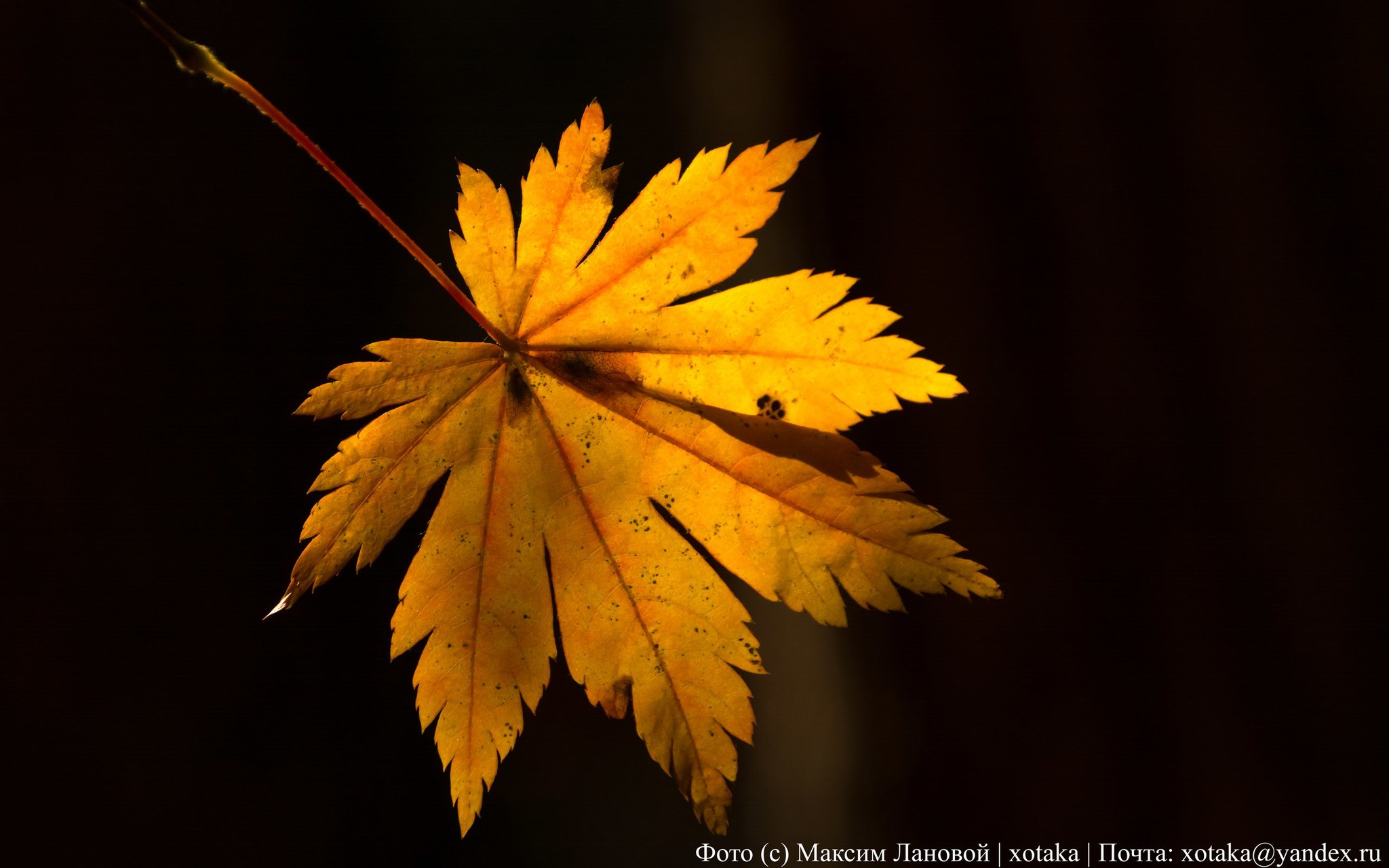 Autumn colors - My, Beginning photographer, The photo, Close-up, Autumn, Autumn leaves, Leaves, Nature, beauty of nature, Longpost