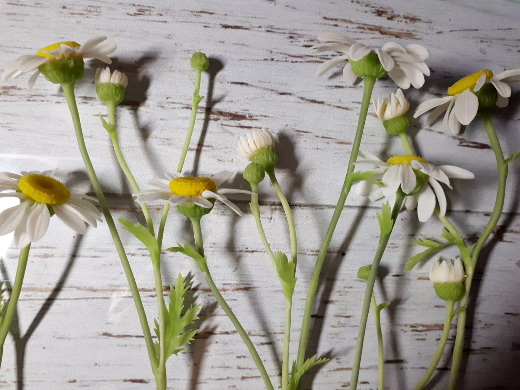 Frost and sun...and daisies - My, Cold porcelain, Needlework without process, Chamomile, Flowers, Polymer clay, Longpost