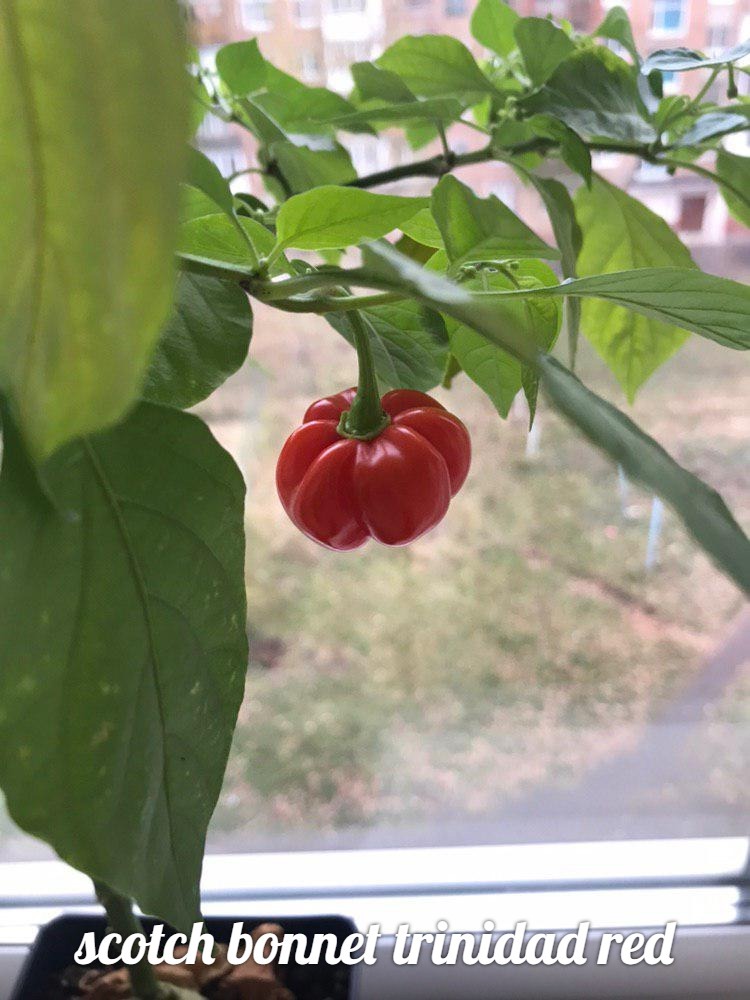 Hot peppers on the windowsill. First result - My, Pepper, Tabasco, Sharp, Chile, Longpost