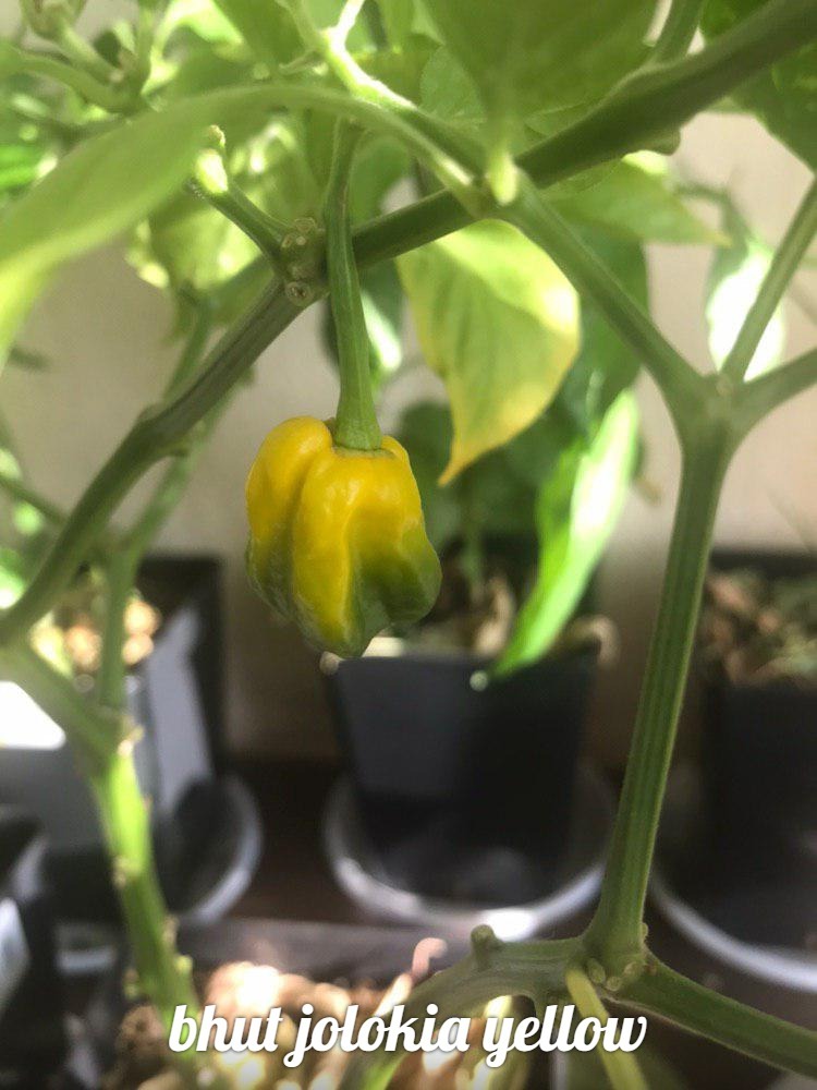 Hot peppers on the windowsill. First result - My, Pepper, Tabasco, Sharp, Chile, Longpost