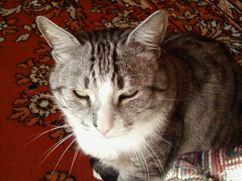 Timka, my other cat - My, cat, Sadness, Remember, Pets, Catomafia, Longpost