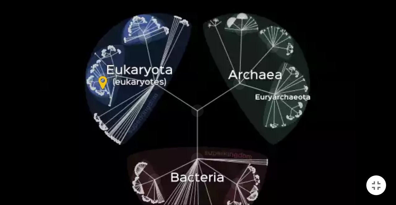 Interactive map of life LifeMap - Biology, Evolution, Interactive map, Lyon, France, Origin of life, Longpost