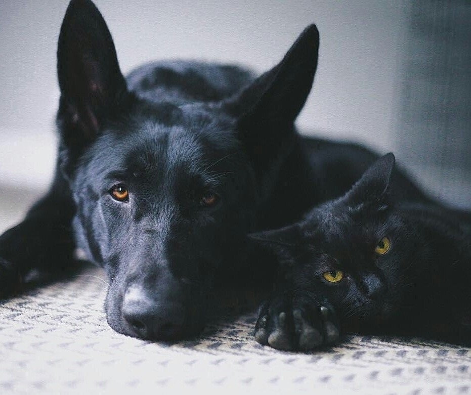 Darkness and gloom - Dog, cat, Pets