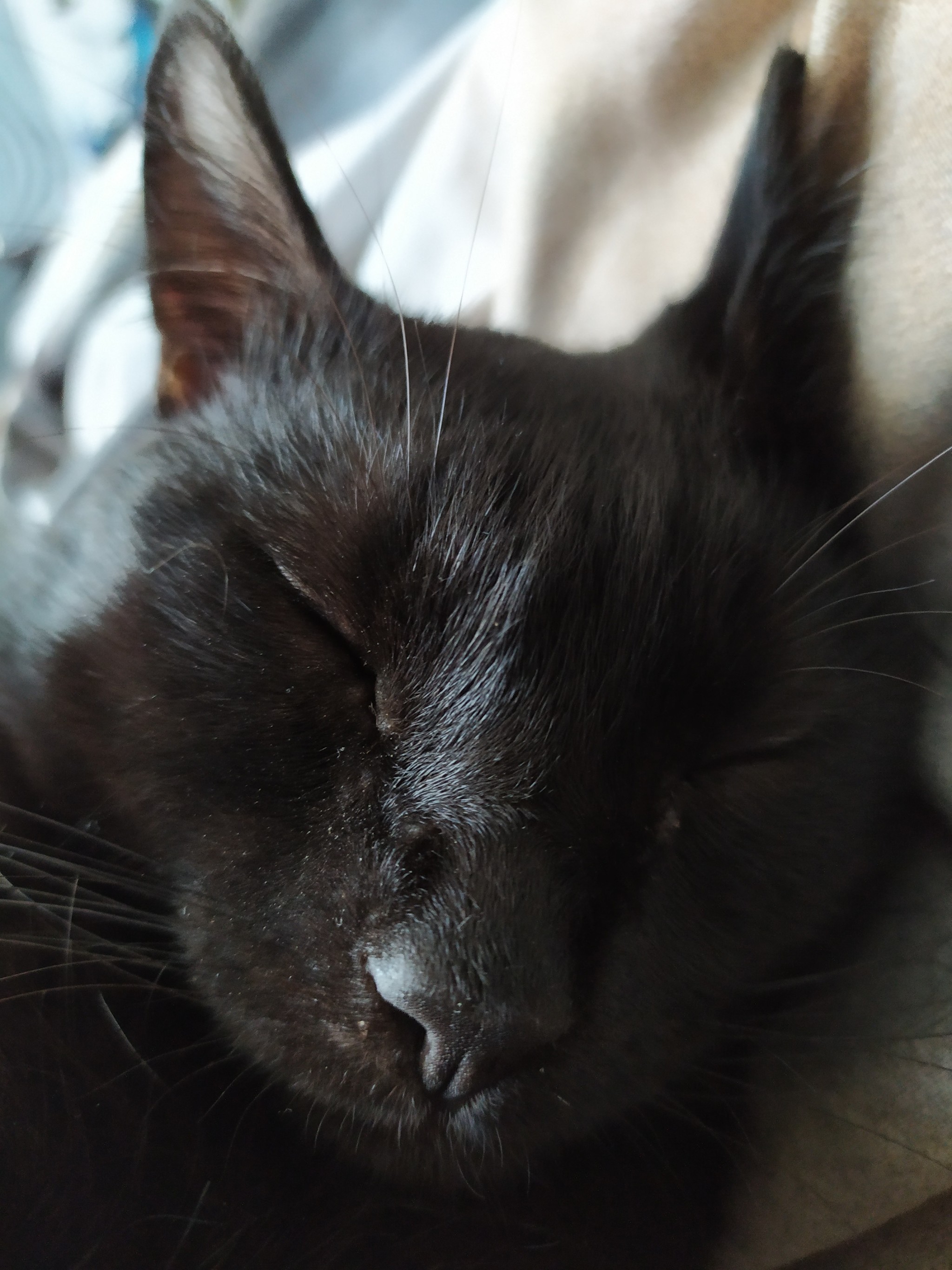 Hrundel - My, cat, Black cat, Catomafia, Pets, Longpost