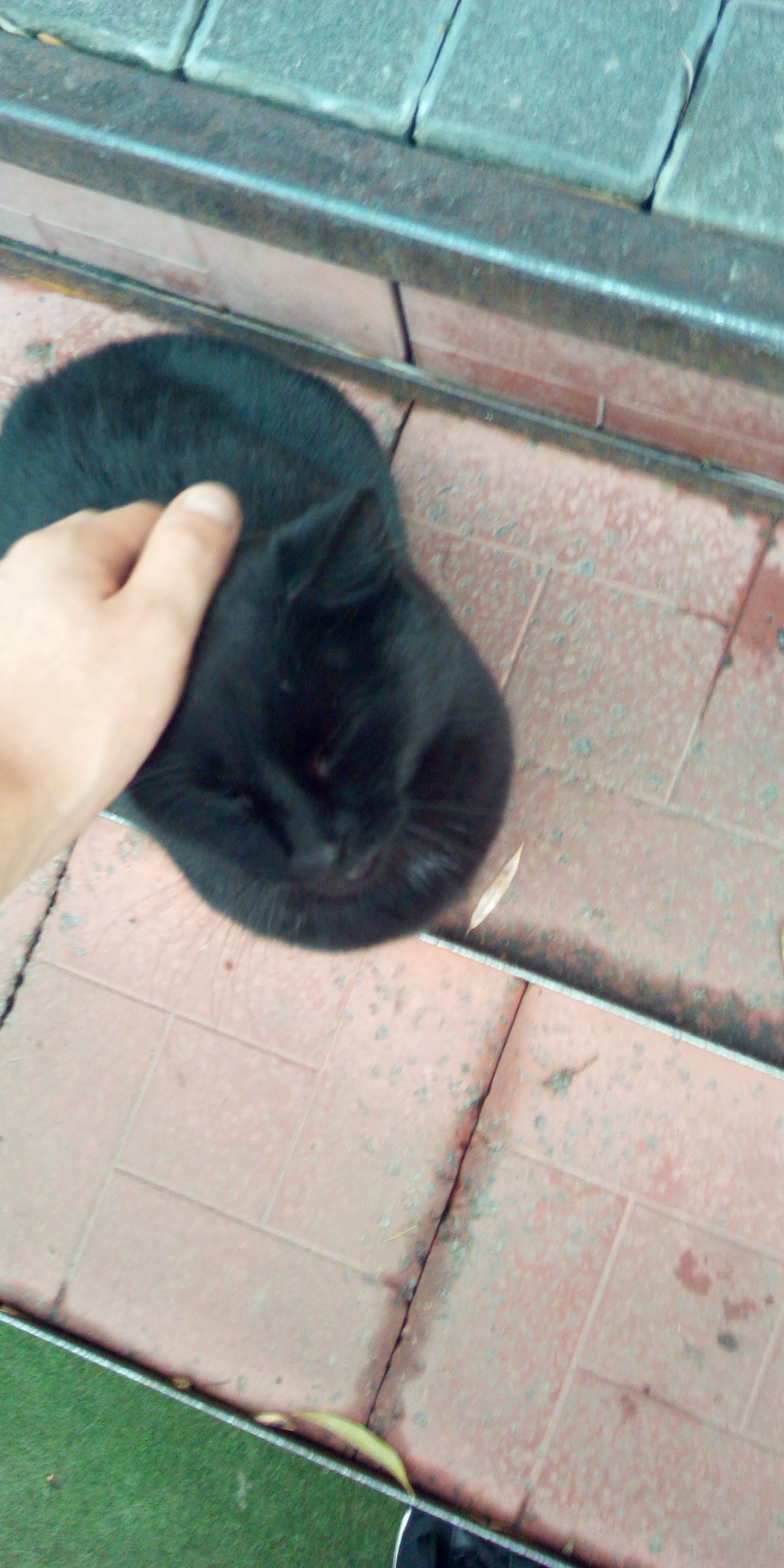 Cool cat =) - My, cat, Gomel, Longpost, Black cat