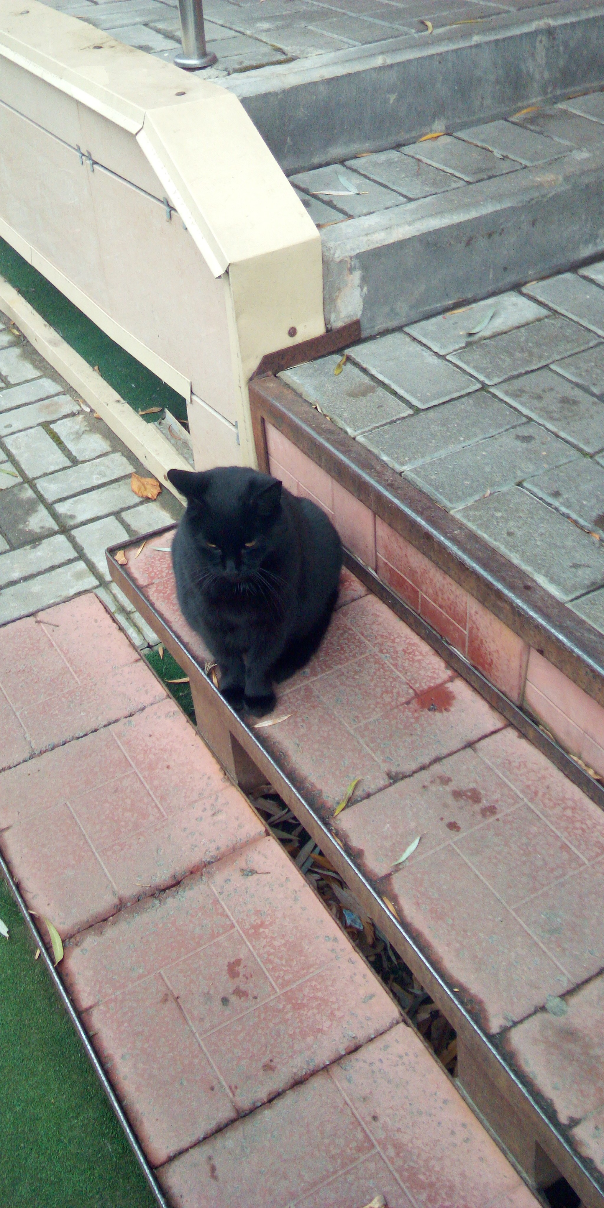 Cool cat =) - My, cat, Gomel, Longpost, Black cat