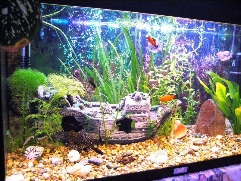 Aquarium: is it worth doing if you have no experience? - Aquarium, Aquarium, Question, Advice, No rating