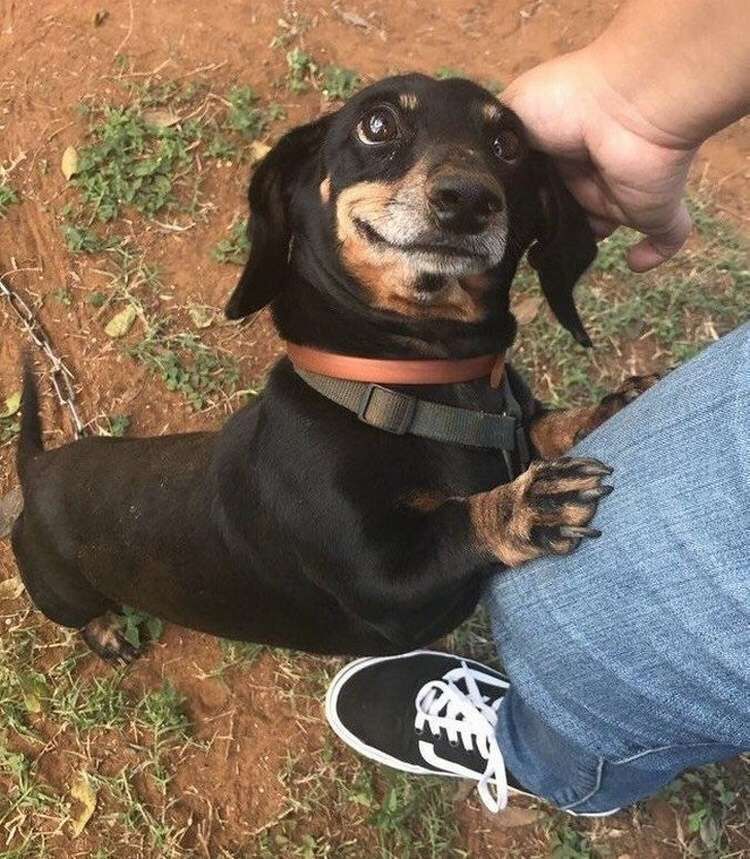 Love. - Dog, Dachshund, Person, Eyes, The senses