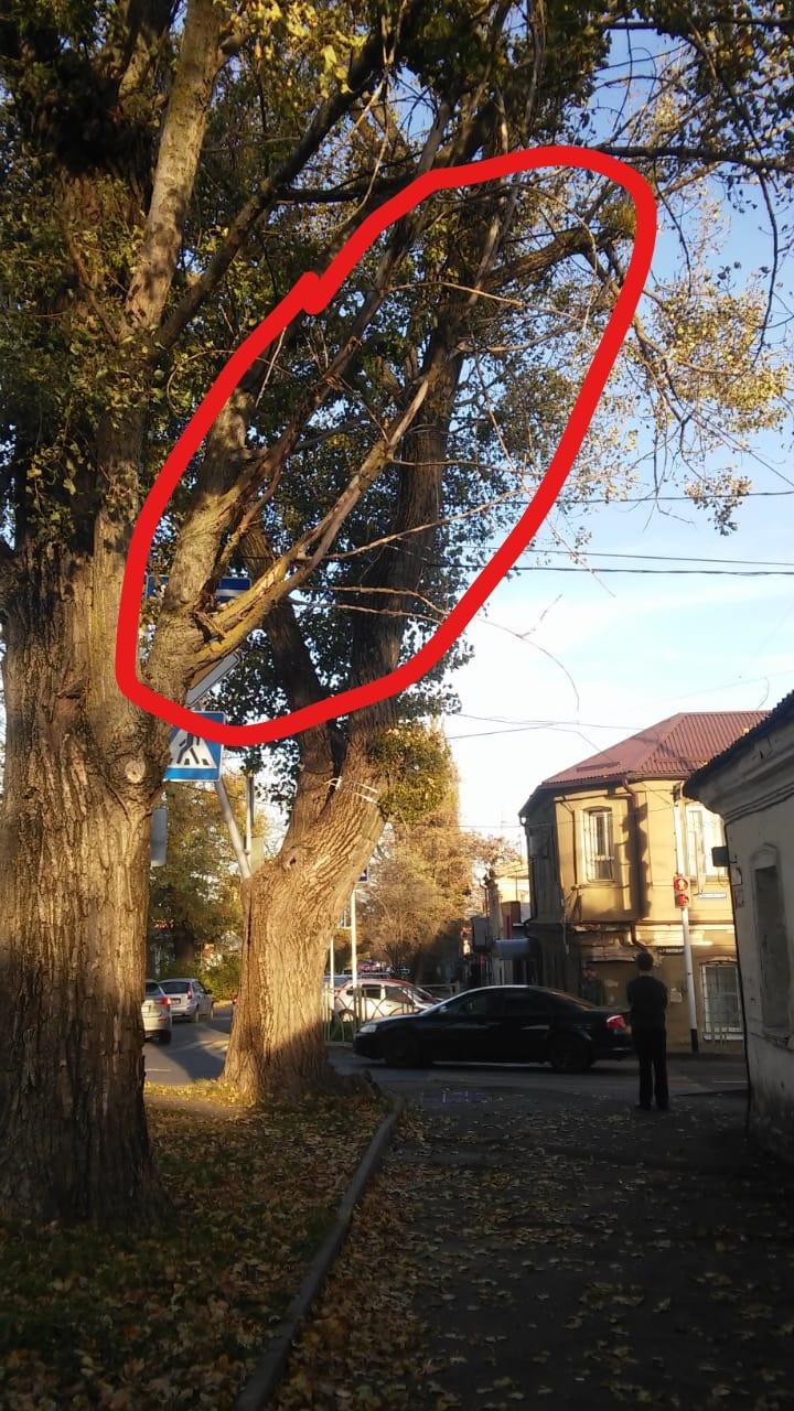 Commission for the Protection of Green Spaces... Are you sure you protect them? - My, Stavropol region, Tree, Sawing wood, Longpost