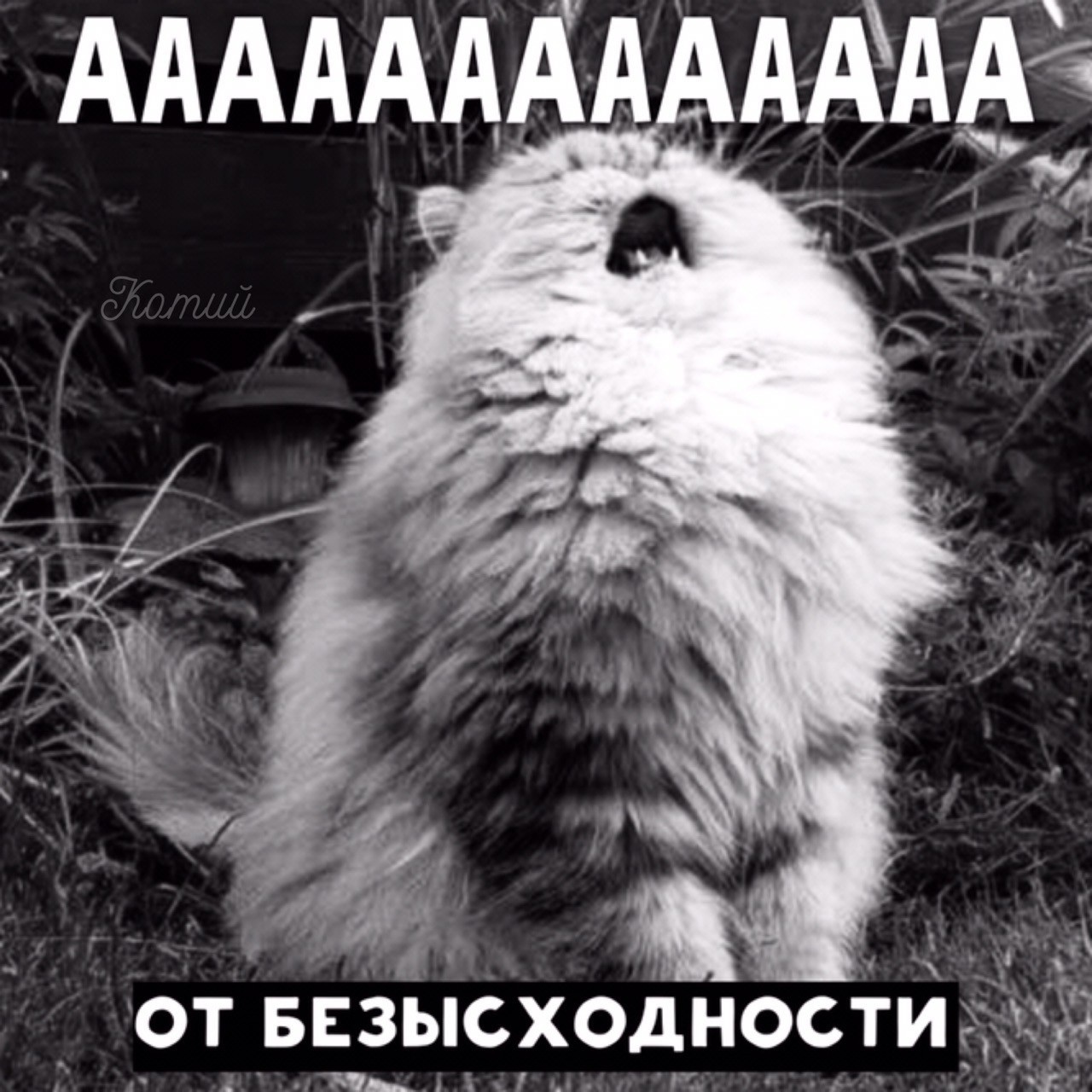 Types of AAAAAAA in nature - cat, Catomafia, Picture with text, Longpost