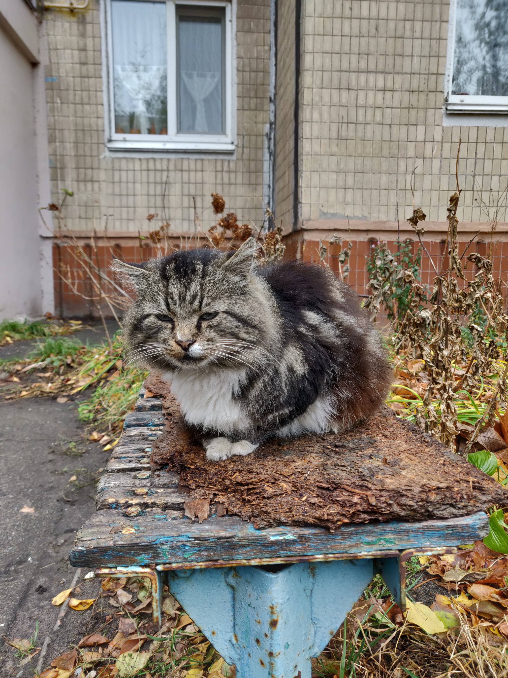 Local old-timer - My, cat, The photo, Morning, Old age, Longpost