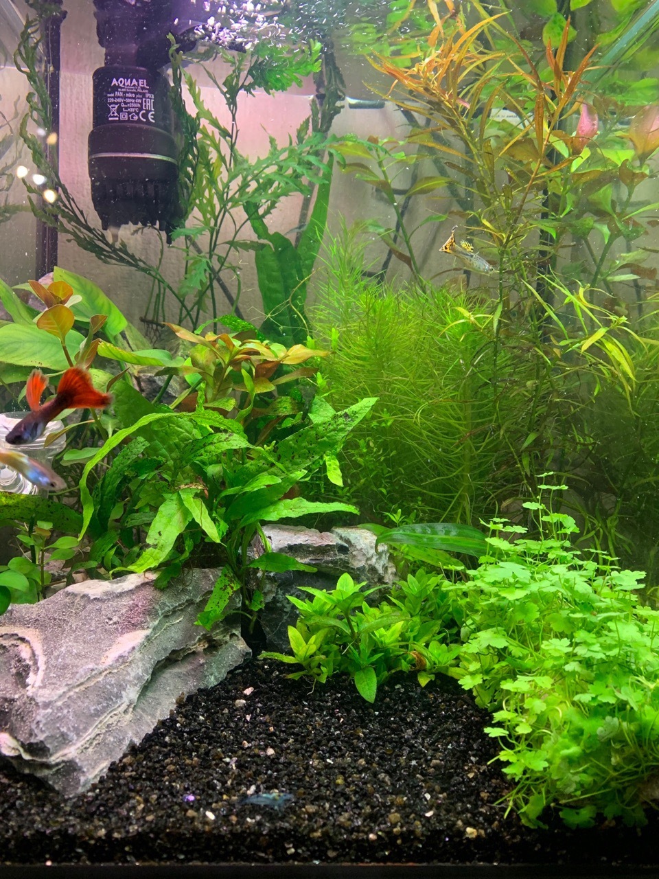 Herbalist in a 30 liter nano cube. Report for 1 month. It was/has become. - My, Aquarium, Shrimps, Longpost, Nanoaquarium