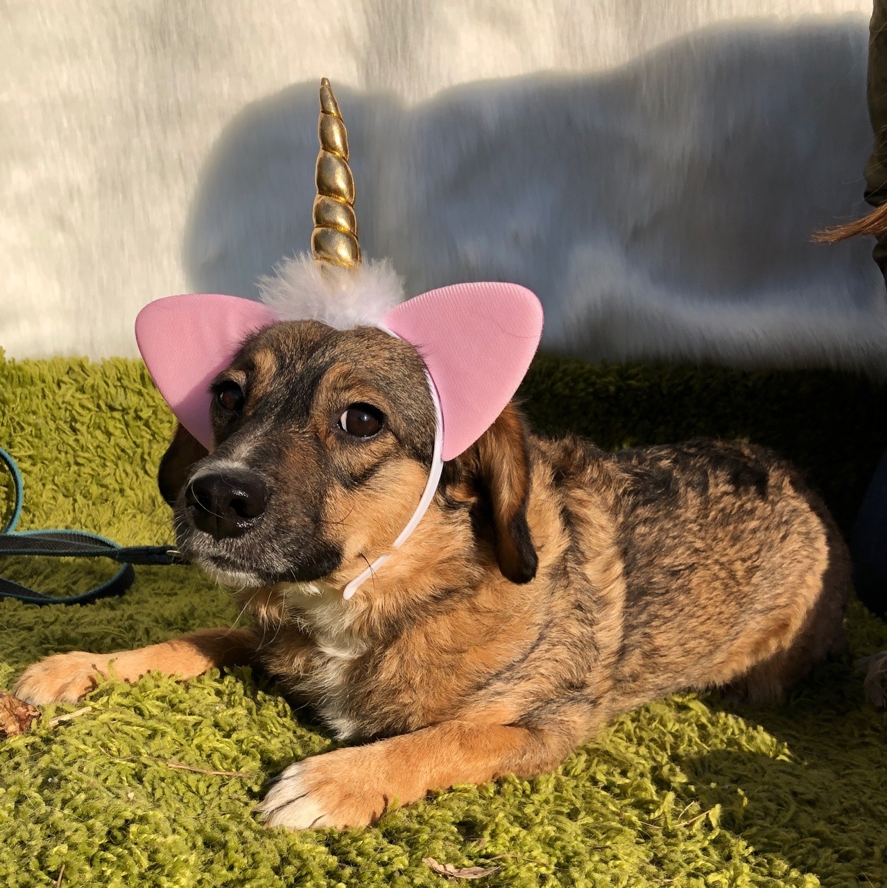 A crowd of dogs (and there will be kittens too) is looking for a home Novosibirsk - My, In good hands, Novosibirsk, Dog, Kittens, Looking for a home for a dog, No rating, Longpost