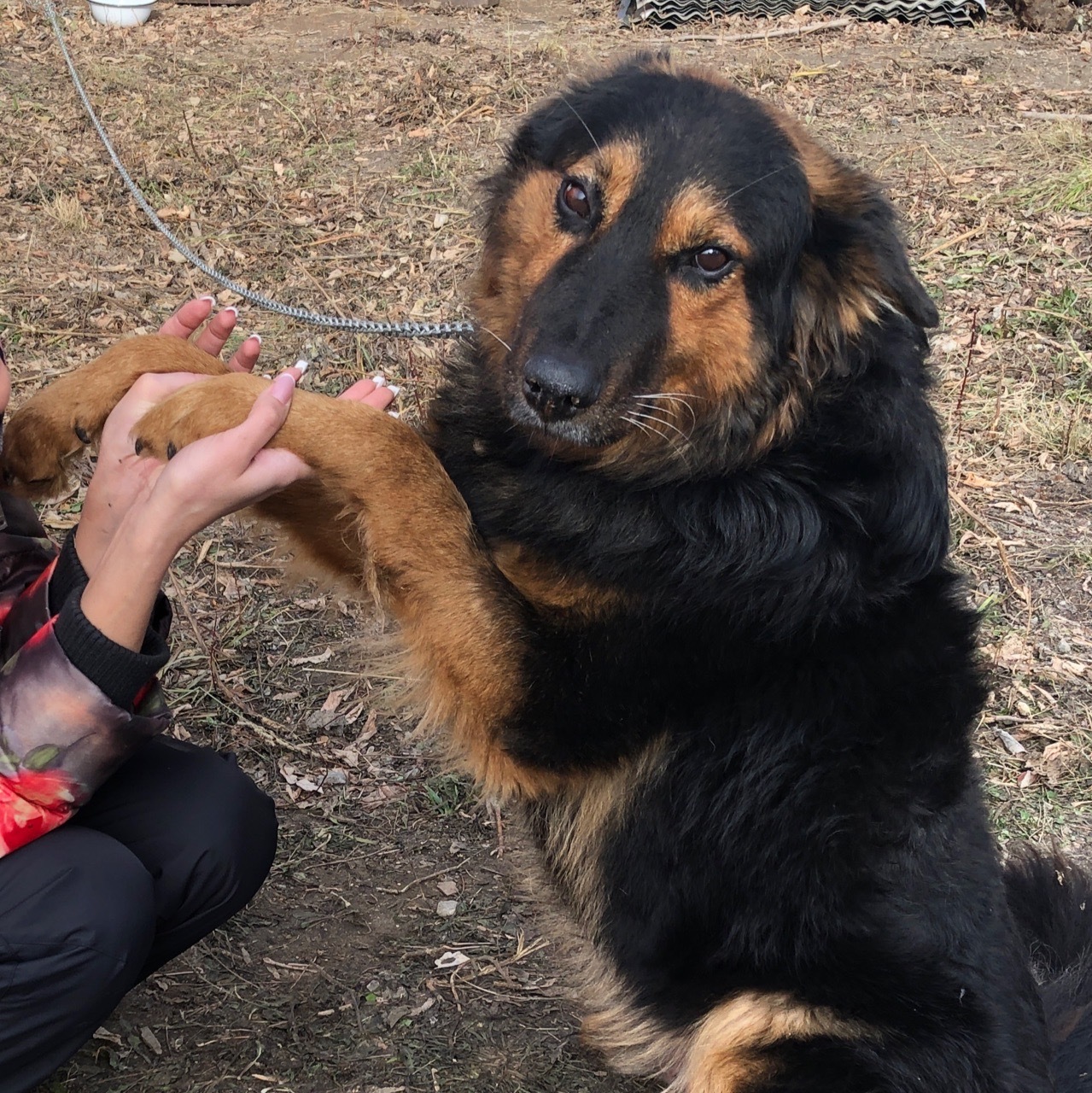 A crowd of dogs (and there will be kittens too) is looking for a home Novosibirsk - My, In good hands, Novosibirsk, Dog, Kittens, Looking for a home for a dog, No rating, Longpost