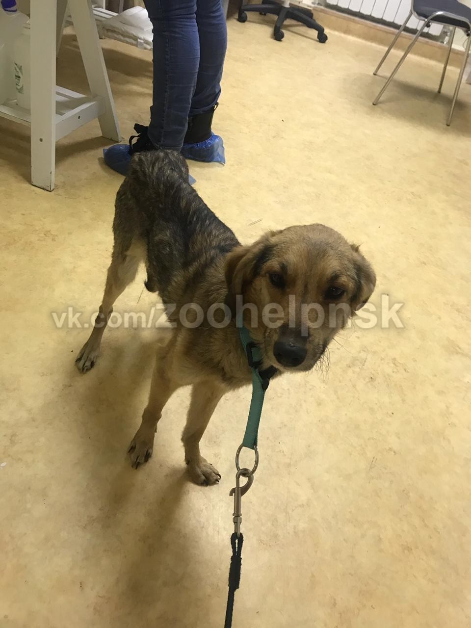 A crowd of dogs (and there will be kittens too) is looking for a home Novosibirsk - My, In good hands, Novosibirsk, Dog, Kittens, Looking for a home for a dog, No rating, Longpost