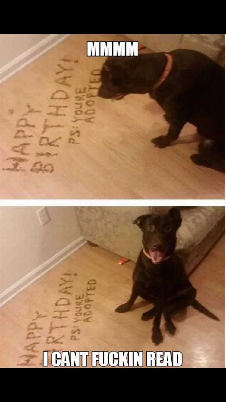 Happy birthday! - Birthday, Dog, Humor, 9GAG