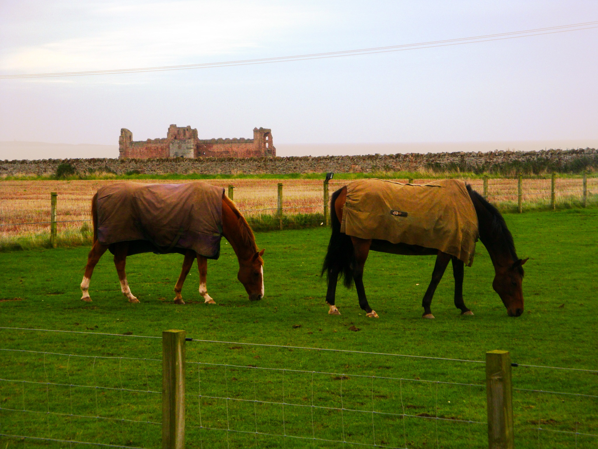 Tantallon - My, Scotland, Locks, Horses, Longpost, Castle of Tantallon